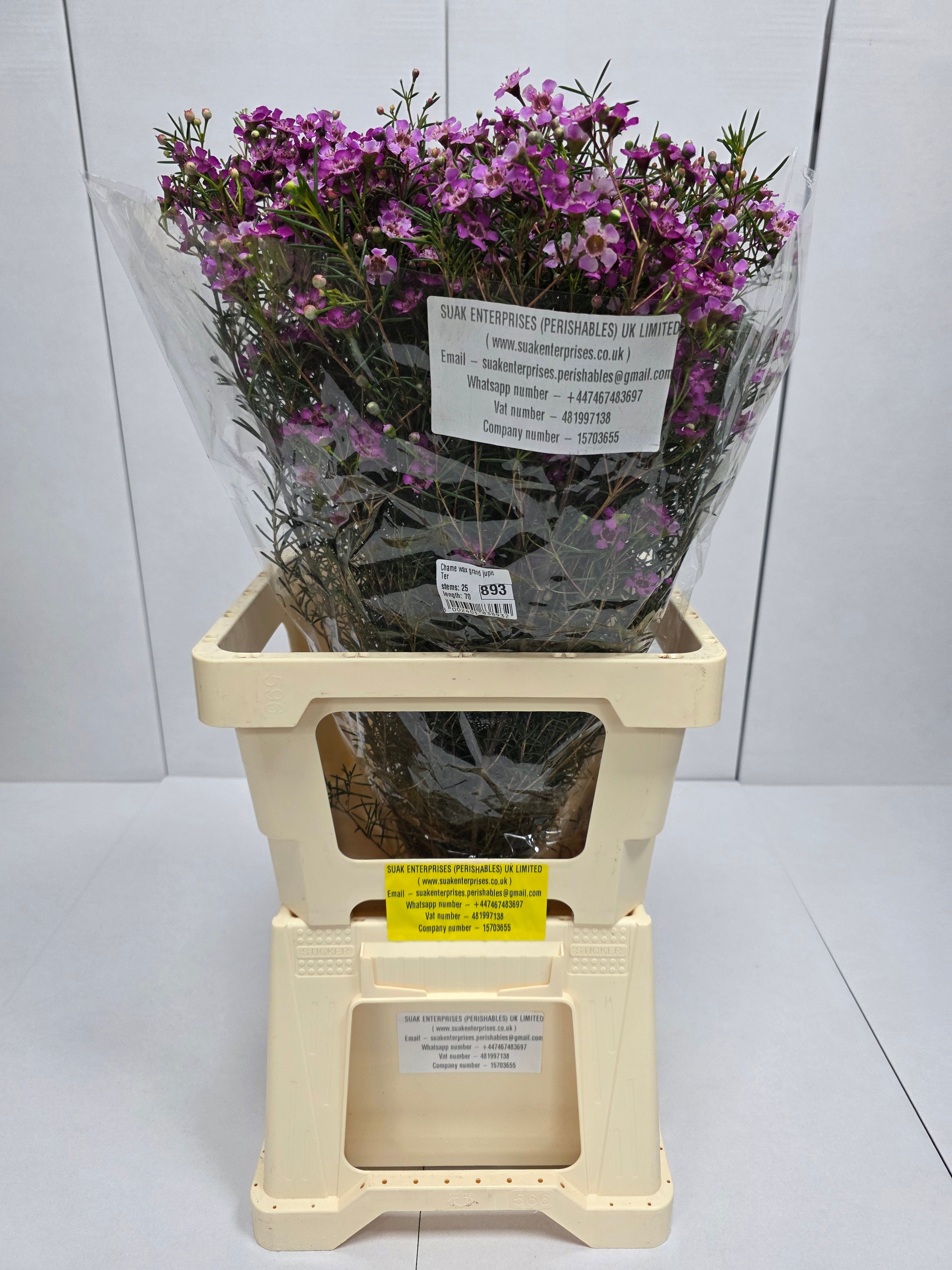 Farm Fresh Chame Wax Grand Jupiter(Bunch of 25 stems, Length 70cm)