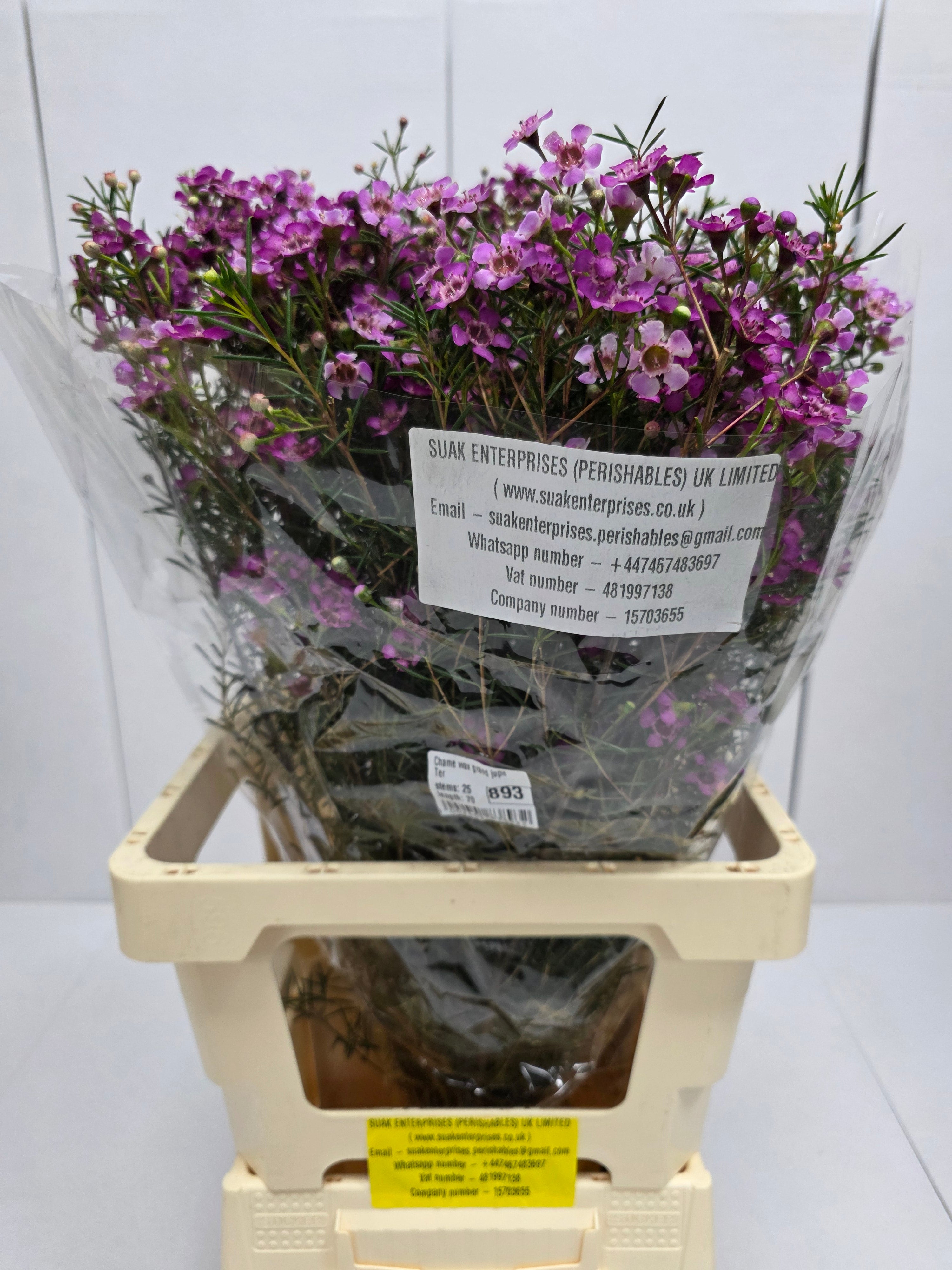 Farm Fresh Chame Wax Grand Jupiter(Bunch of 25 stems, Length 70cm)