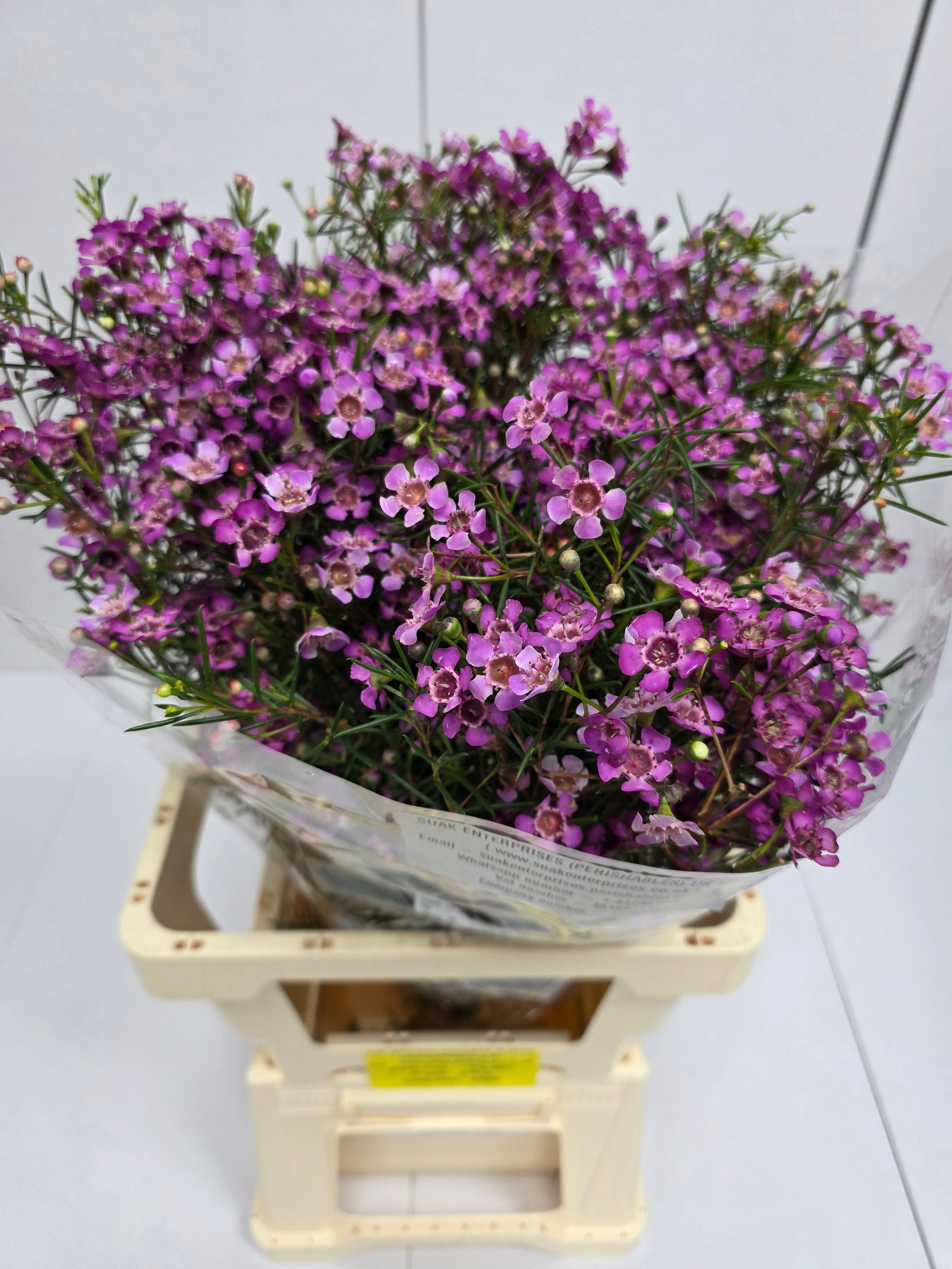 Farm Fresh Chame Wax Grand Jupiter(Bunch of 25 stems, Length 70cm)