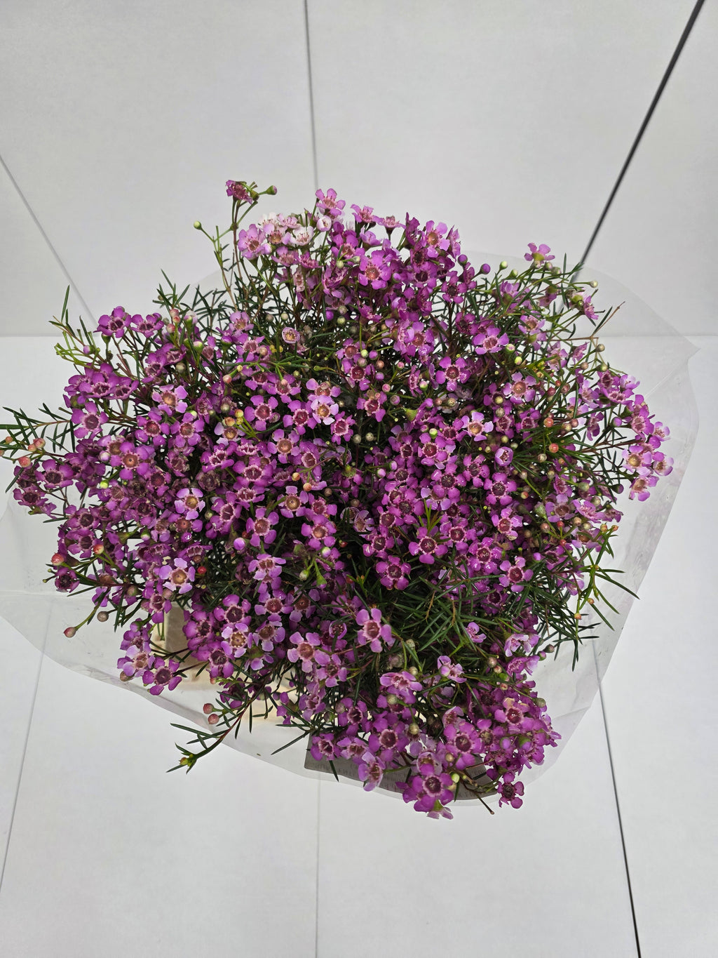 Farm Fresh Chame Wax Grand Jupiter(Bunch of 25 stems, Length 70cm)