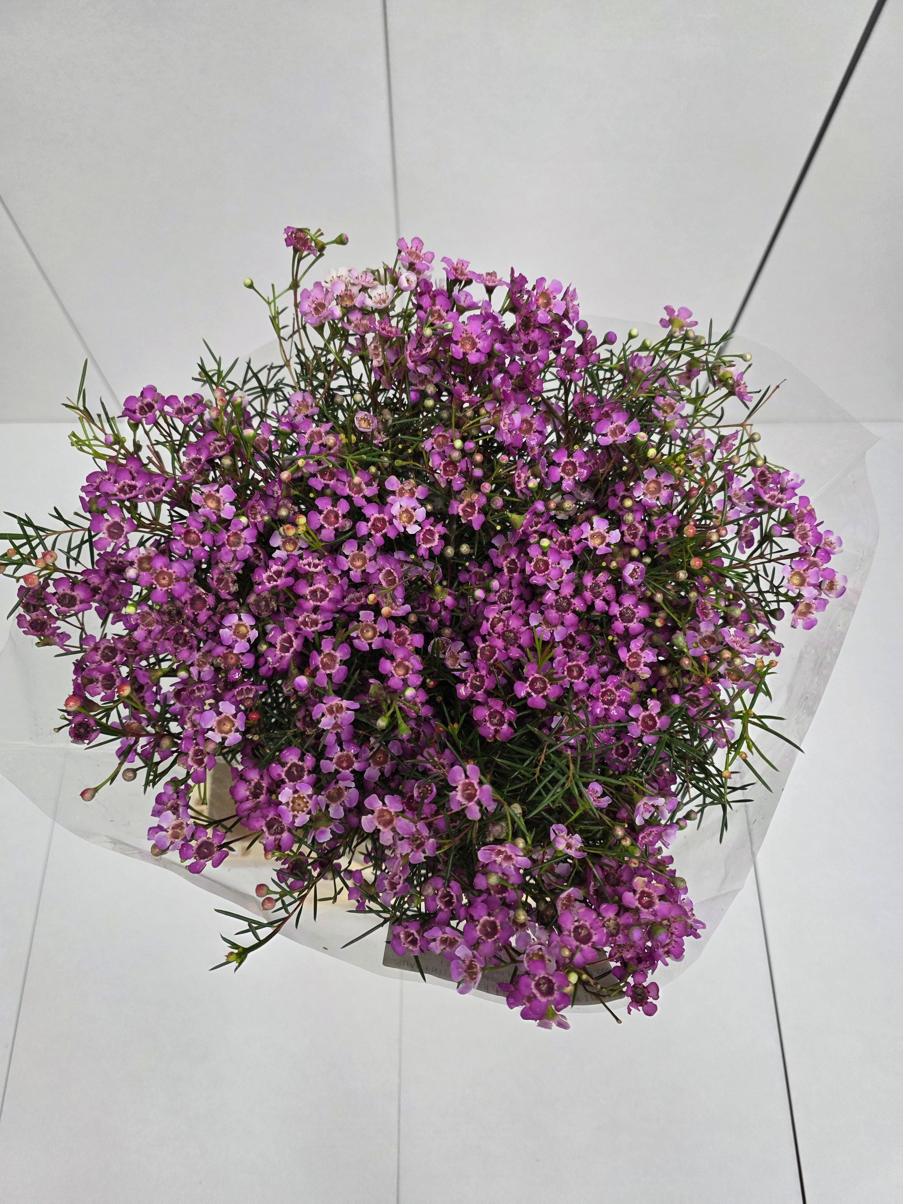 Farm Fresh Chame Wax Grand Jupiter(Bunch of 25 stems, Length 70cm)