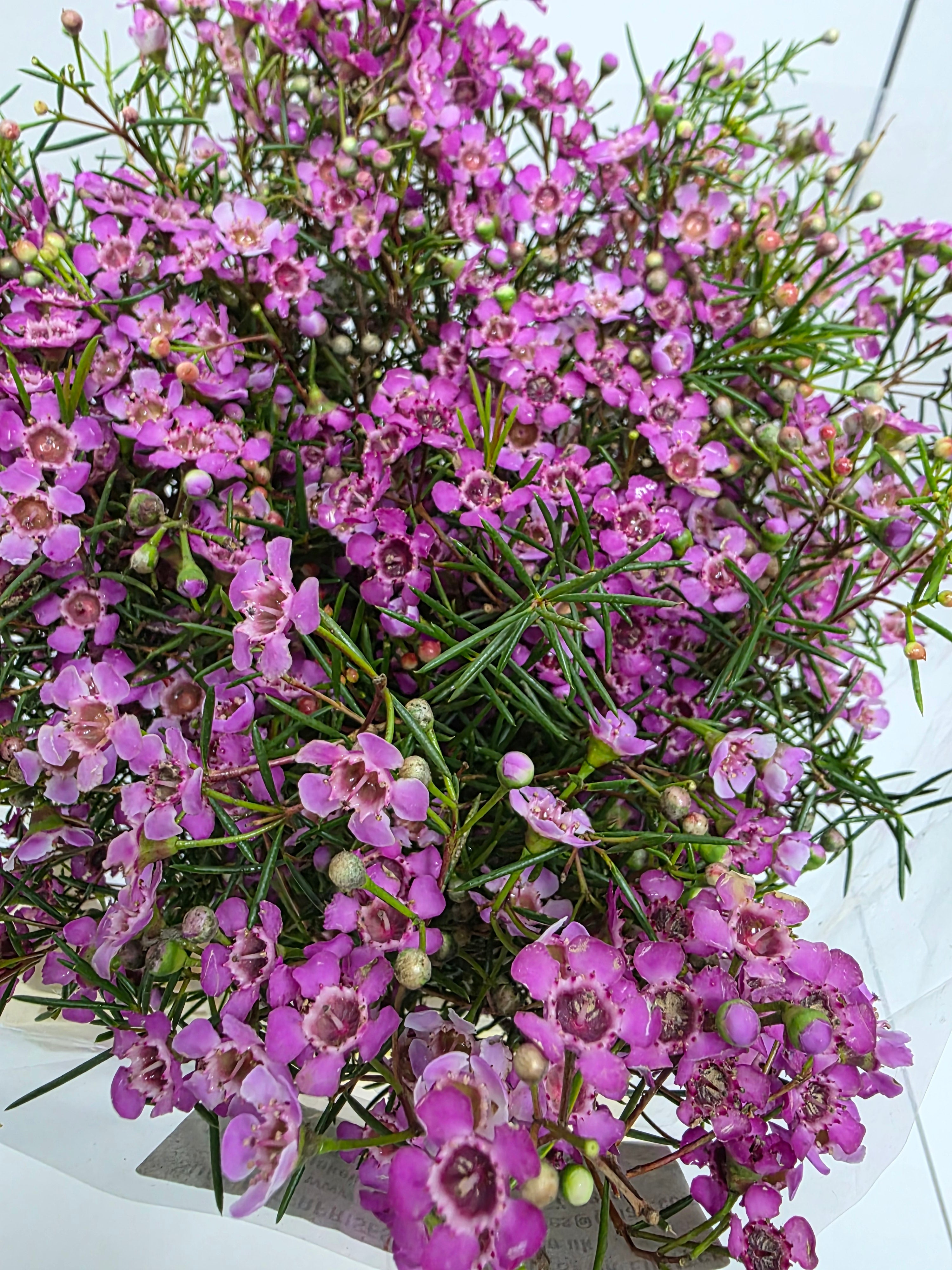 Farm Fresh Chame Wax Grand Jupiter(Bunch of 25 stems, Length 70cm)