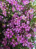 Farm Fresh Chame Wax Grand Jupiter(Bunch of 25 stems, Length 70cm)