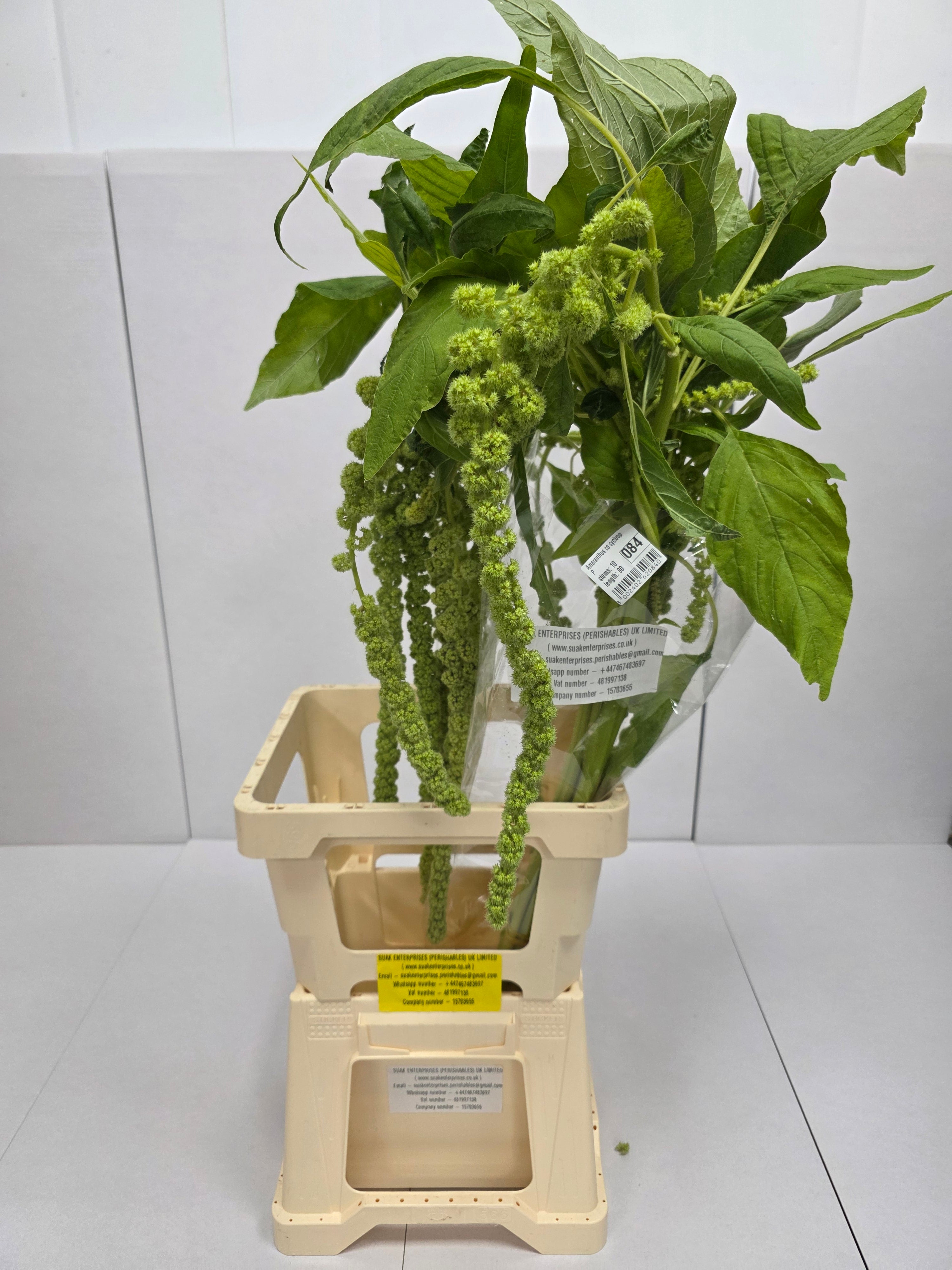 Farm Fresh Amaranthus Ca Cycloop(Bunch of 10 Stems, Length 80cm)