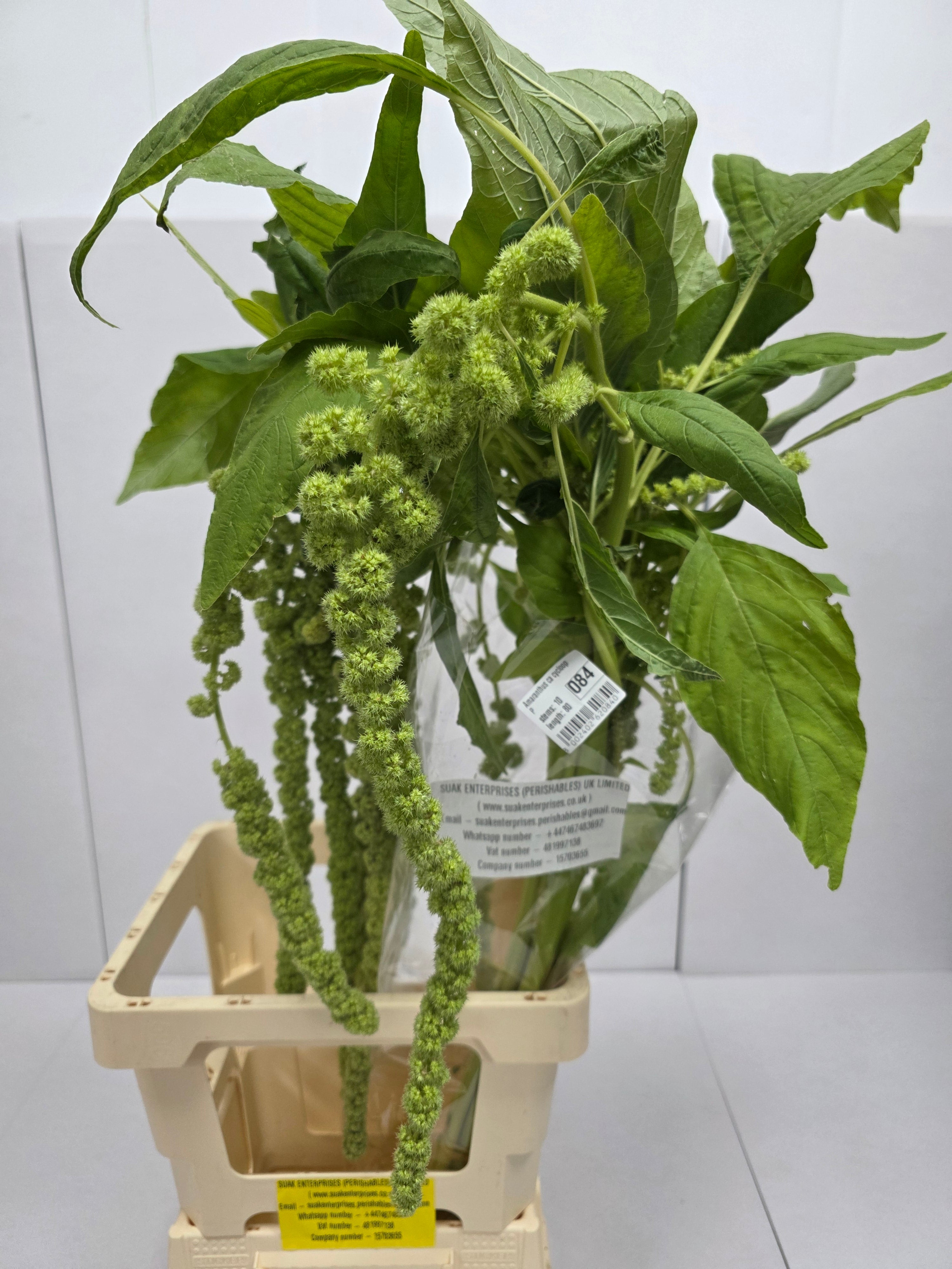 Farm Fresh Amaranthus Ca Cycloop(Bunch of 10 Stems, Length 80cm)