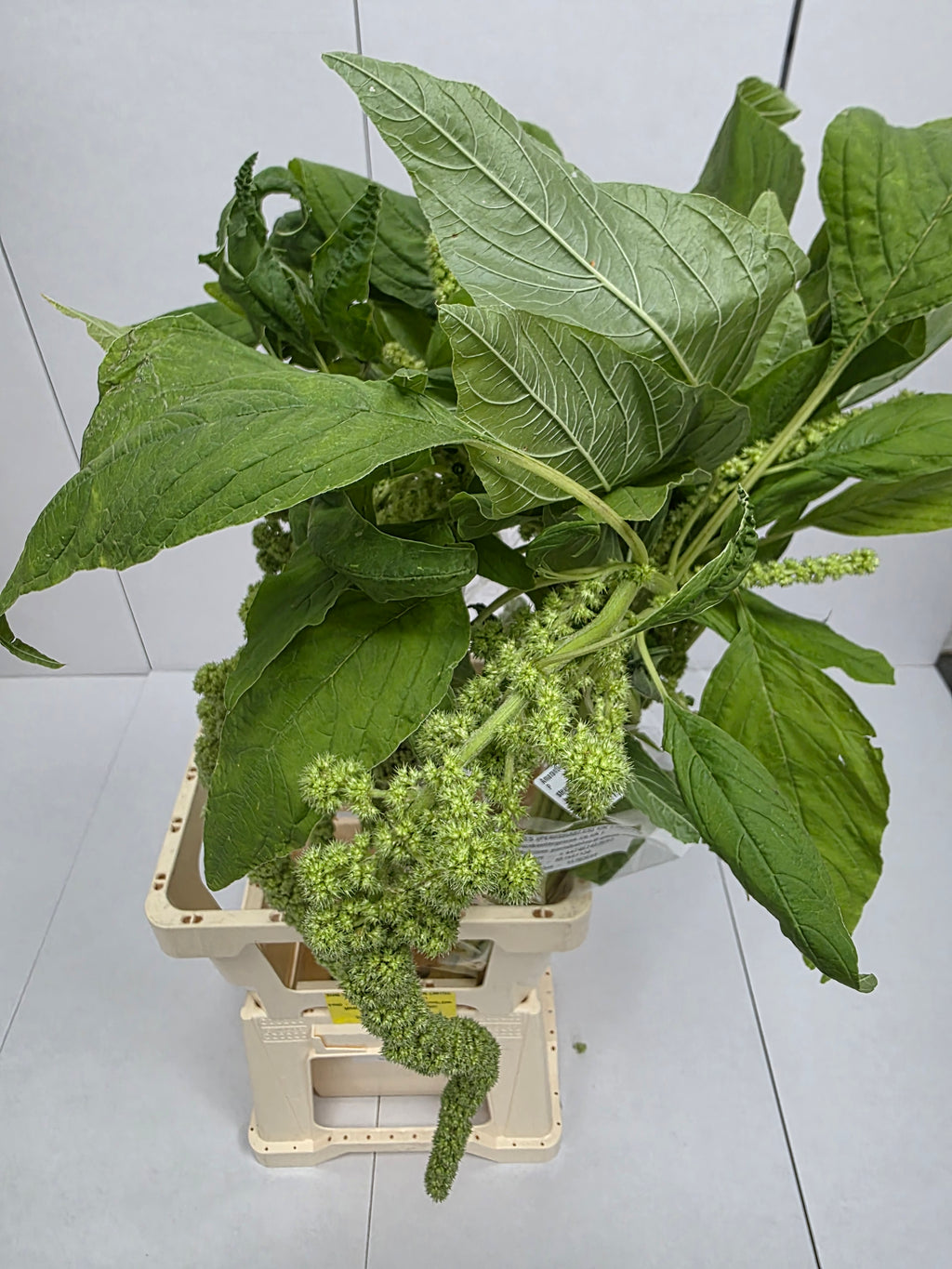 Farm Fresh Amaranthus Ca Cycloop(Bunch of 10 Stems, Length 80cm)