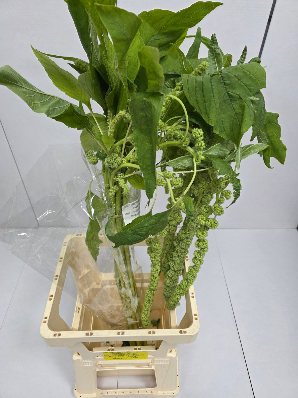 Farm Fresh Amaranthus Ca Cycloop(Bunch of 10 Stems, Length 80cm)