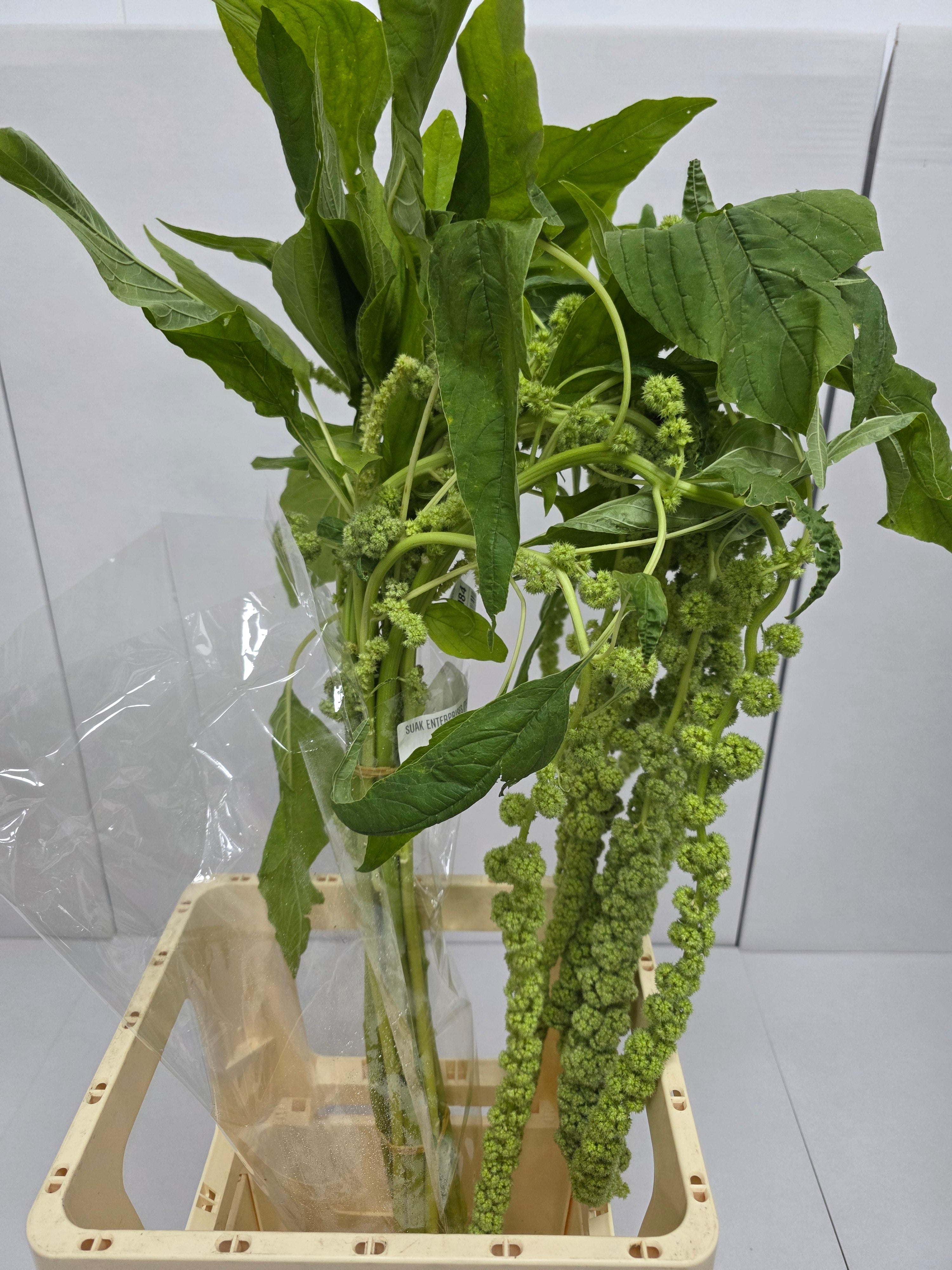Farm Fresh Amaranthus Ca Cycloop(Bunch of 10 Stems, Length 80cm)