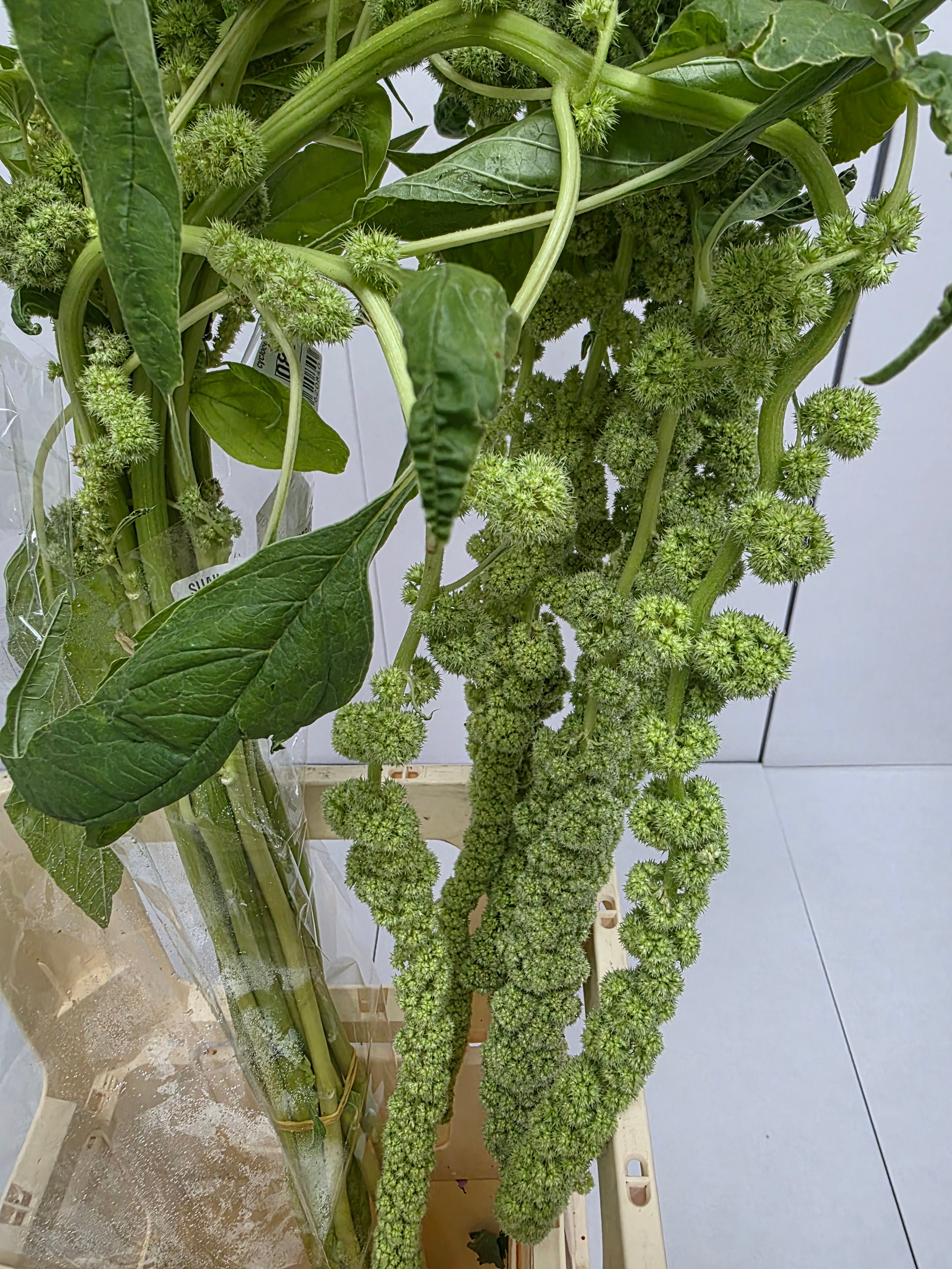 Farm Fresh Amaranthus Ca Cycloop(Bunch of 10 Stems, Length 80cm)