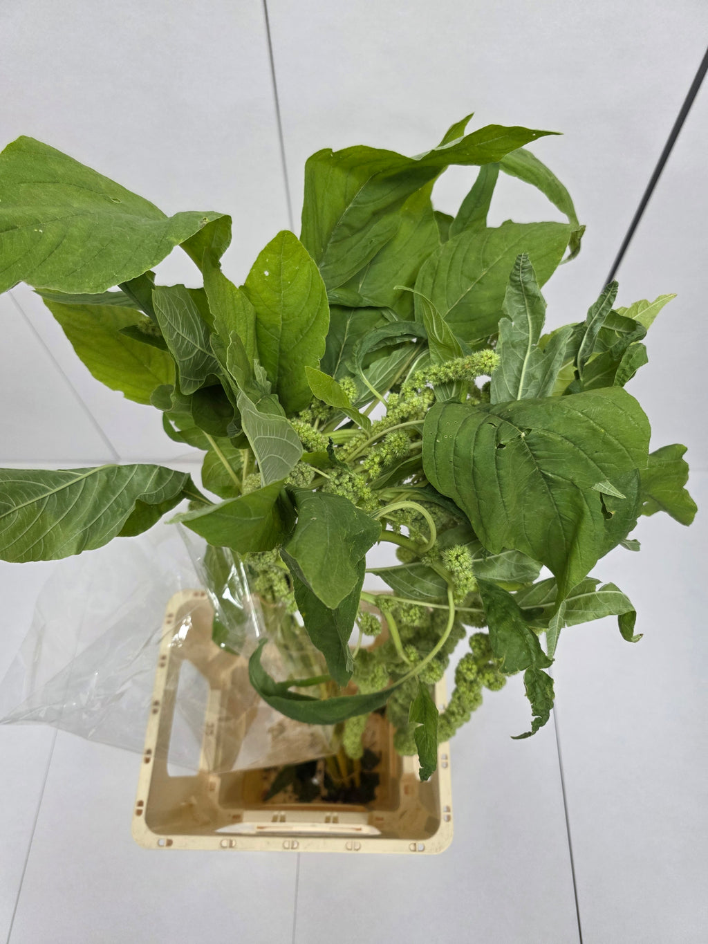 Farm Fresh Amaranthus Ca Cycloop(Bunch of 10 Stems, Length 80cm)