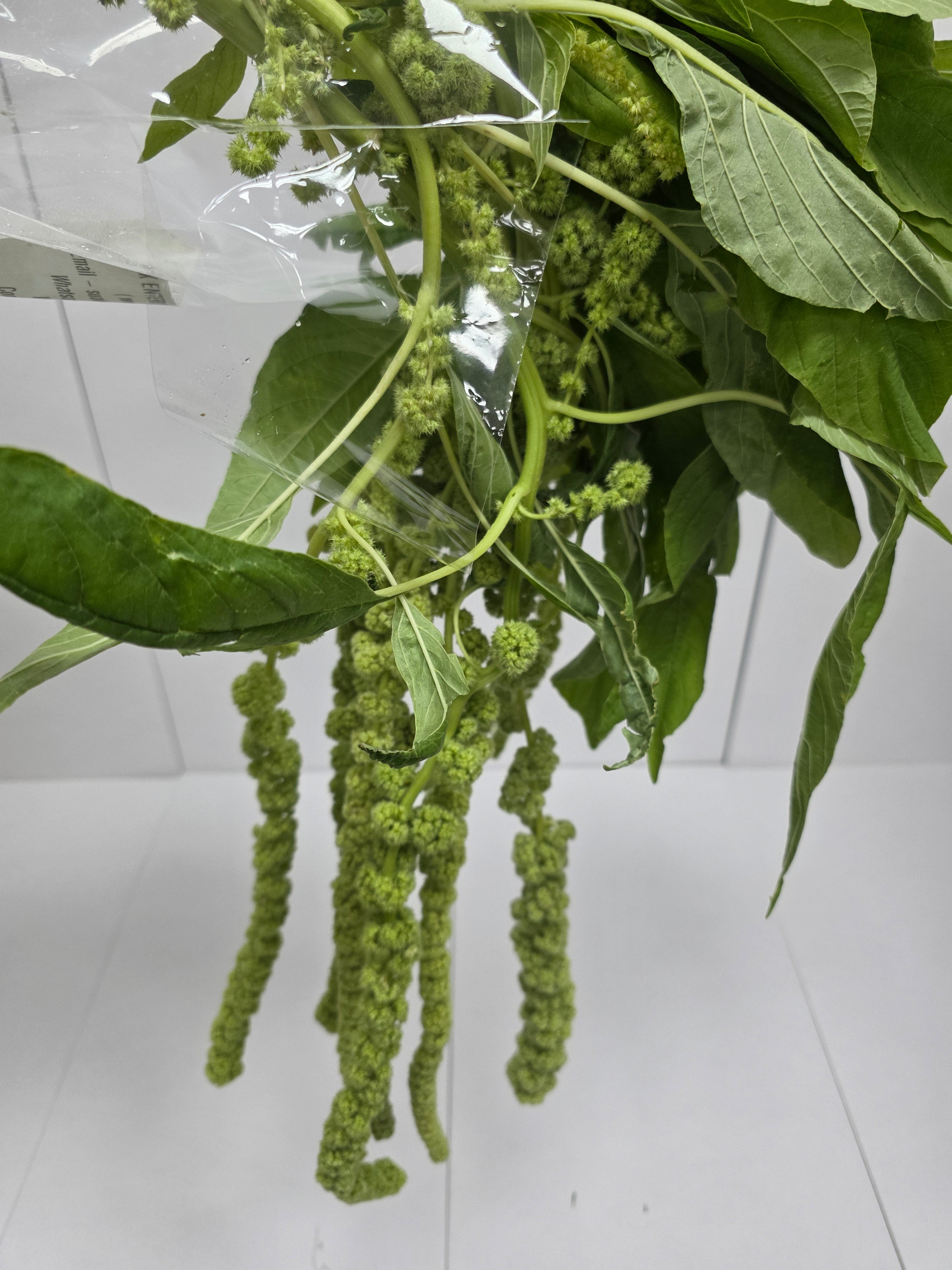Farm Fresh Amaranthus Ca Cycloop(Bunch of 10 Stems, Length 80cm)