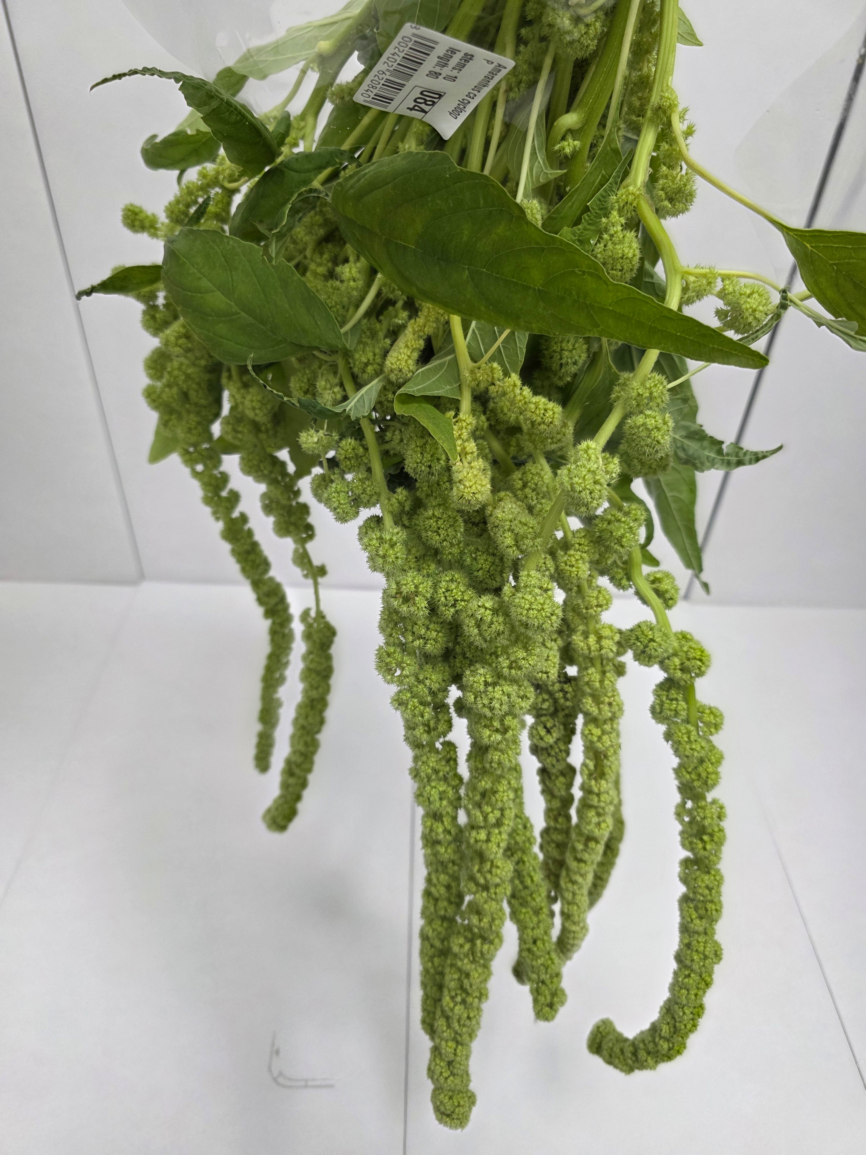 Farm Fresh Amaranthus Ca Cycloop(Bunch of 10 Stems, Length 80cm)
