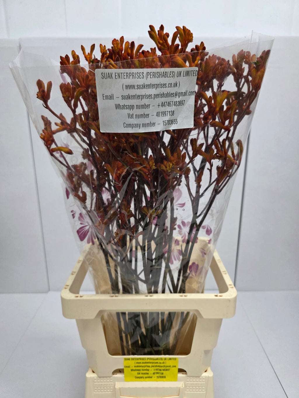 Farm Fresh Anigozanthos Orange Fever(Bunch of 20 Stems, Length 80cm)