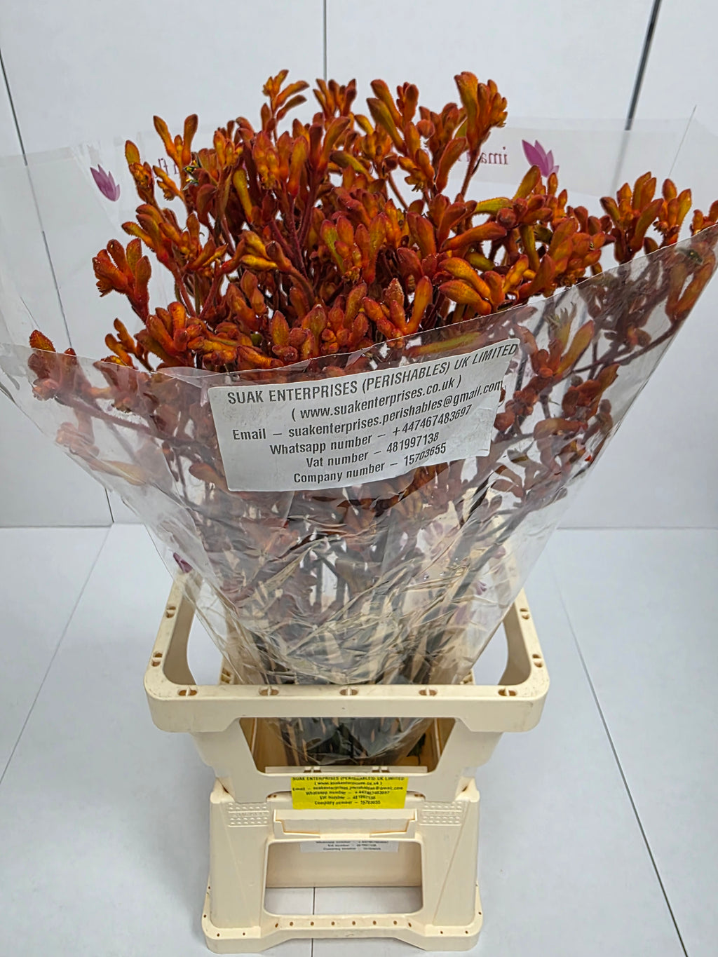 Farm Fresh Anigozanthos Orange Fever(Bunch of 20 Stems, Length 80cm)