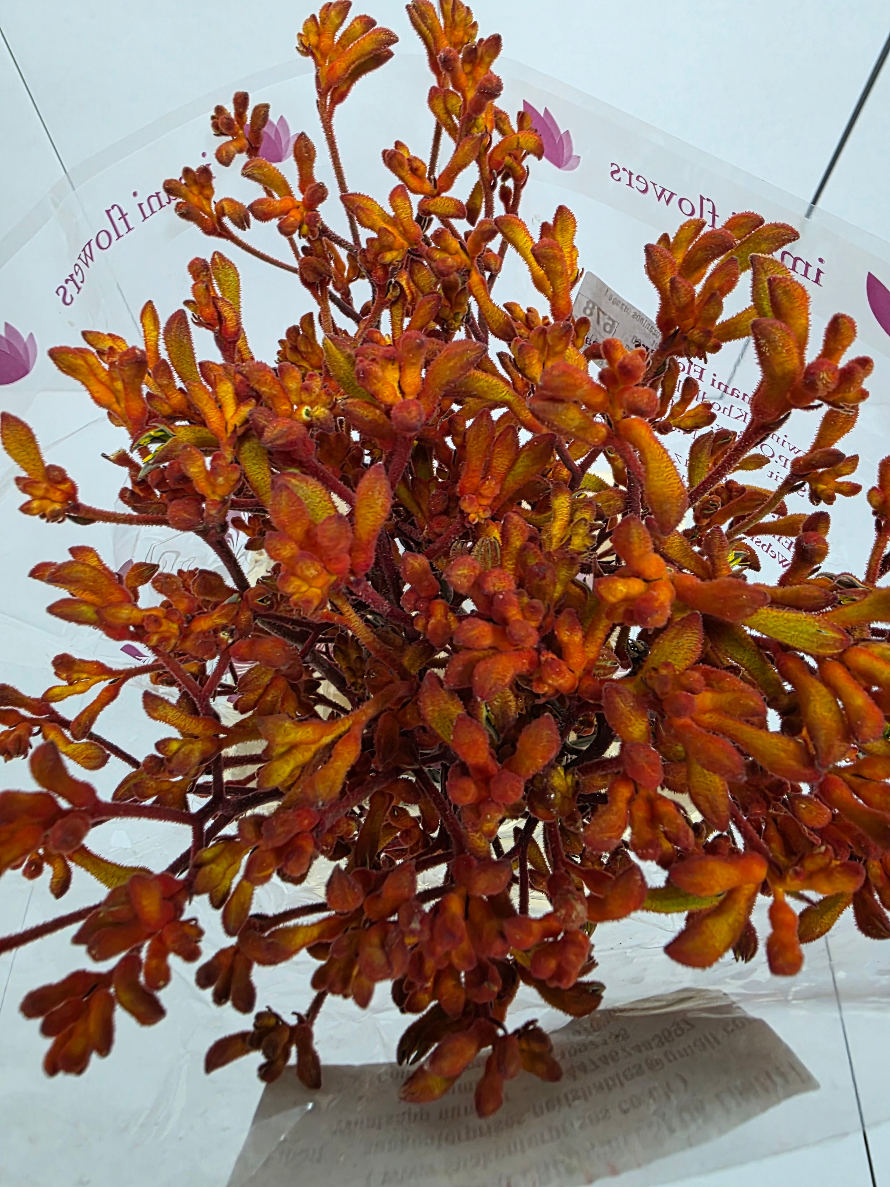 Farm Fresh Anigozanthos Orange Fever(Bunch of 20 Stems, Length 80cm)