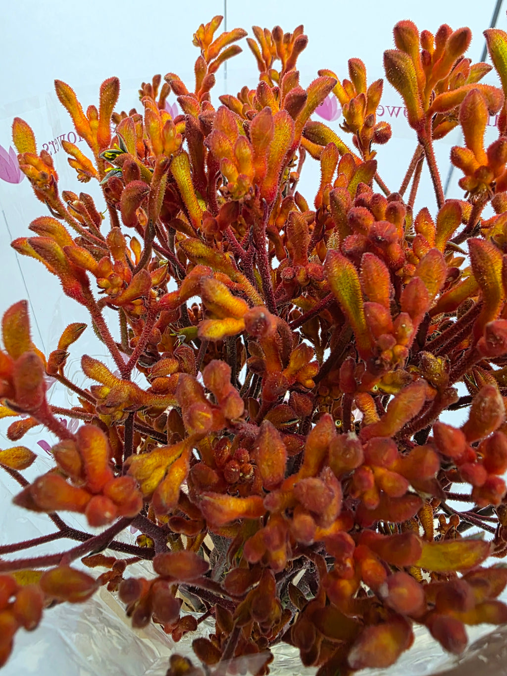 Farm Fresh Anigozanthos Orange Fever(Bunch of 20 Stems, Length 80cm)