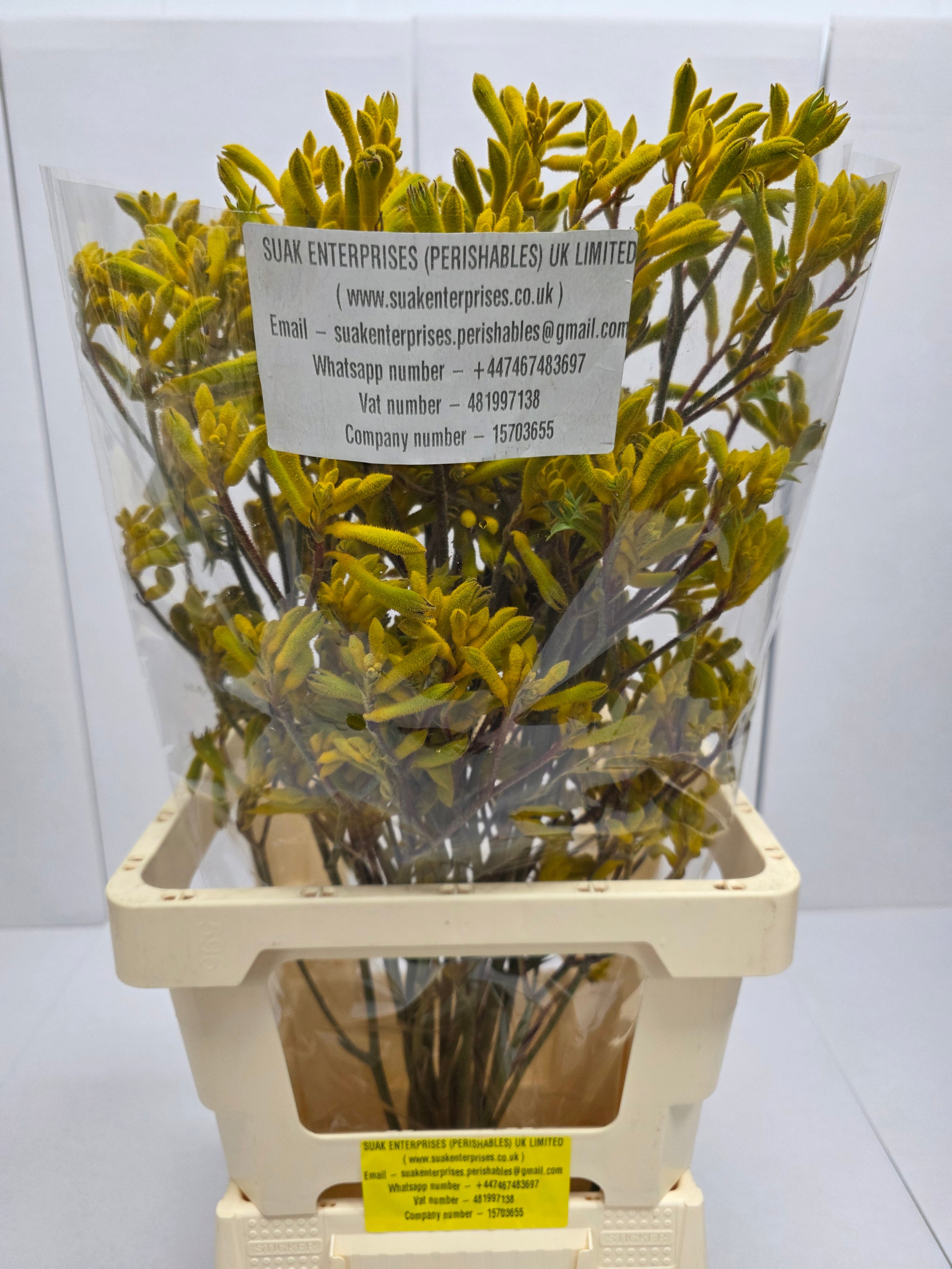 Farm Fresh Anigozanthos Yellow Gem(Bunch of 10 Stems, Length 80cm)