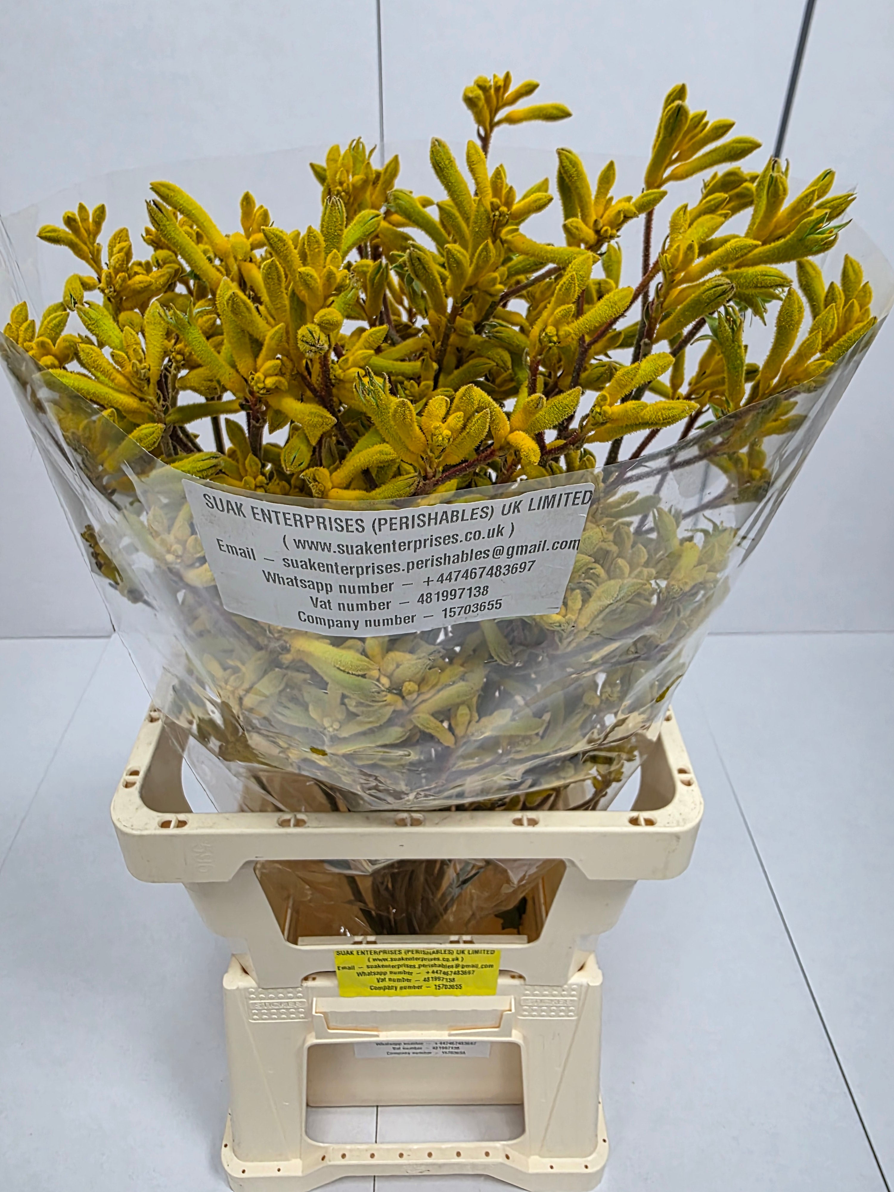 Farm Fresh Anigozanthos Yellow Gem(Bunch of 10 Stems, Length 80cm)