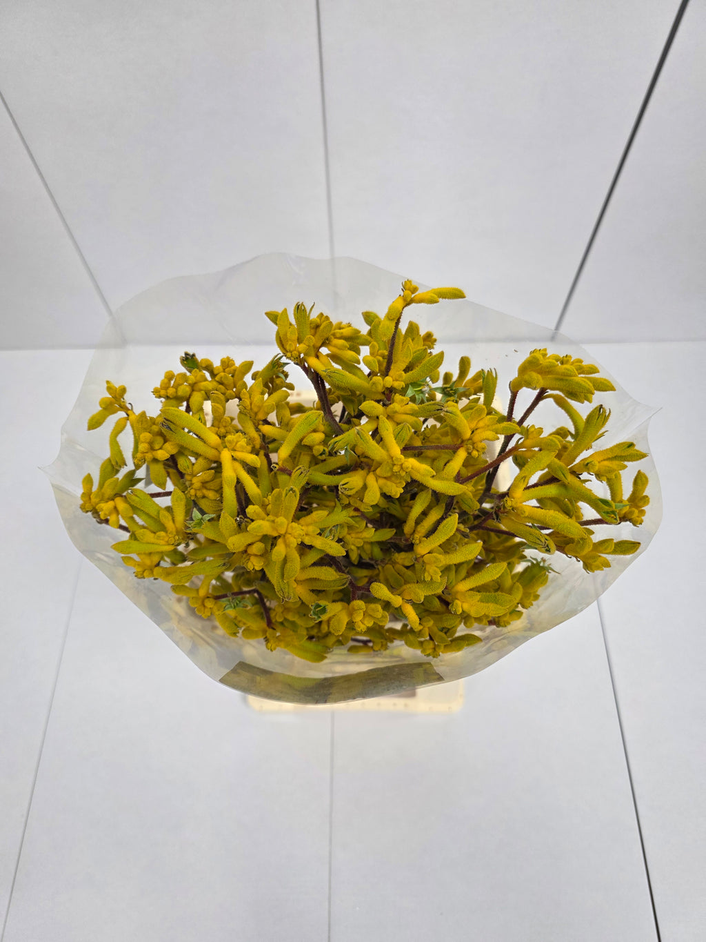 Farm Fresh Anigozanthos Yellow Gem(Bunch of 10 Stems, Length 80cm)