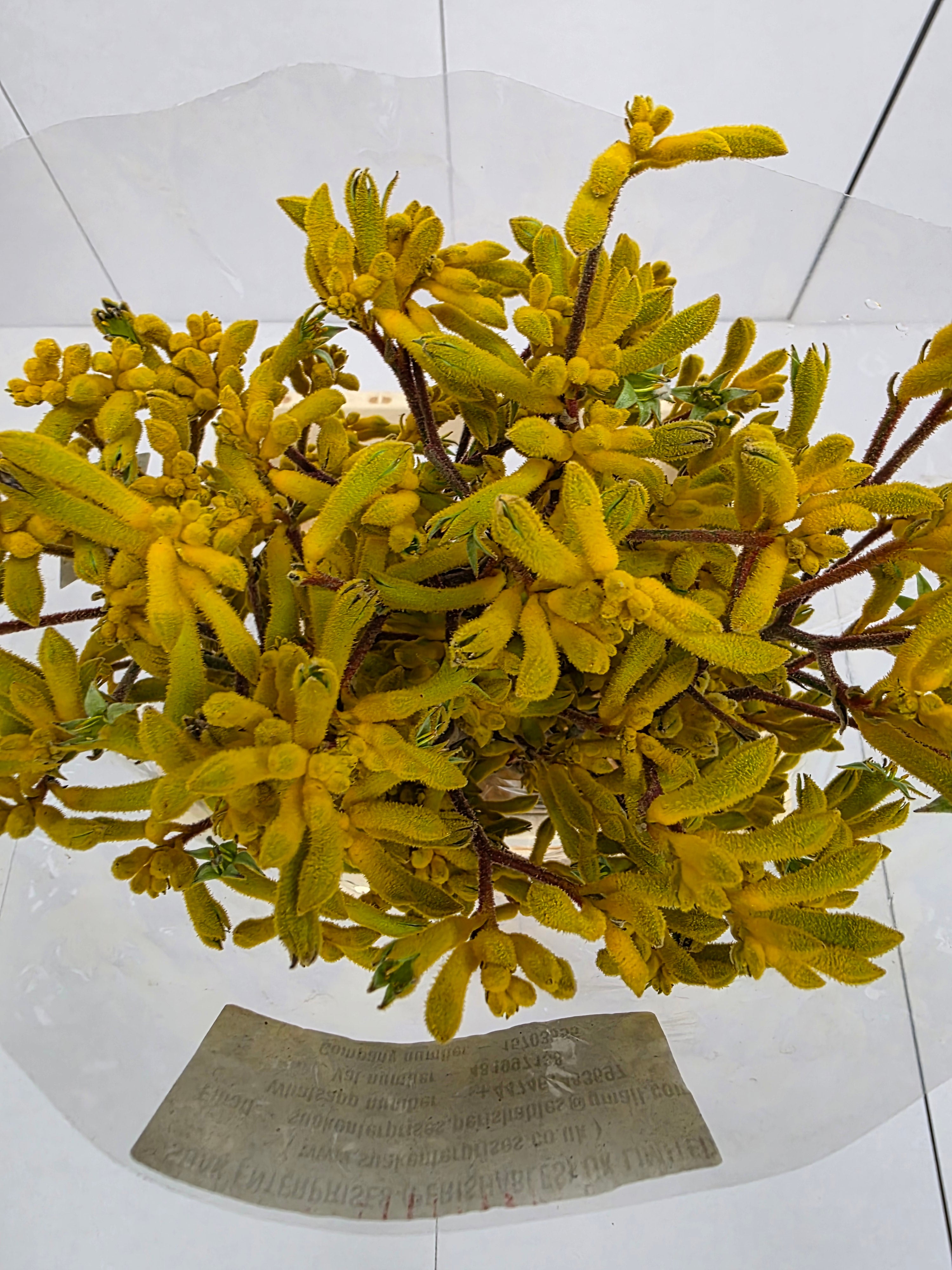 Farm Fresh Anigozanthos Yellow Gem(Bunch of 10 Stems, Length 80cm)