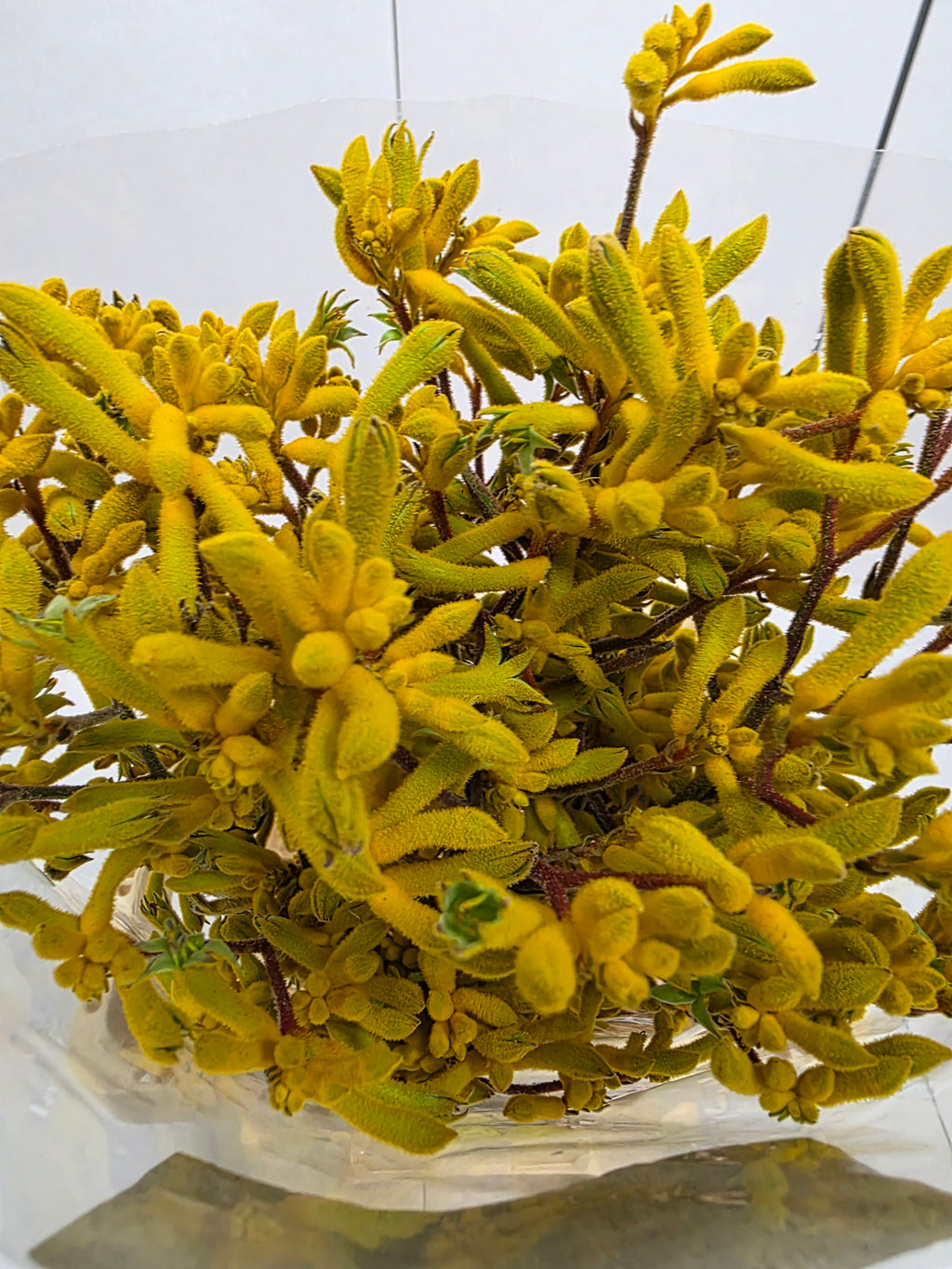 Farm Fresh Anigozanthos Yellow Gem(Bunch of 10 Stems, Length 80cm)
