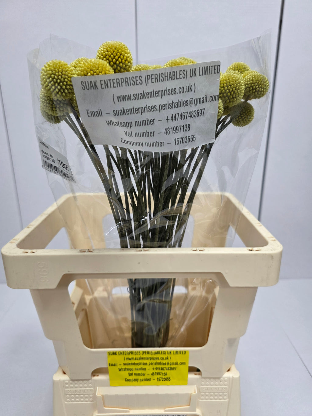 Farm Fresh Craspedia (Bunch of 50 Stems, Length 60cm)