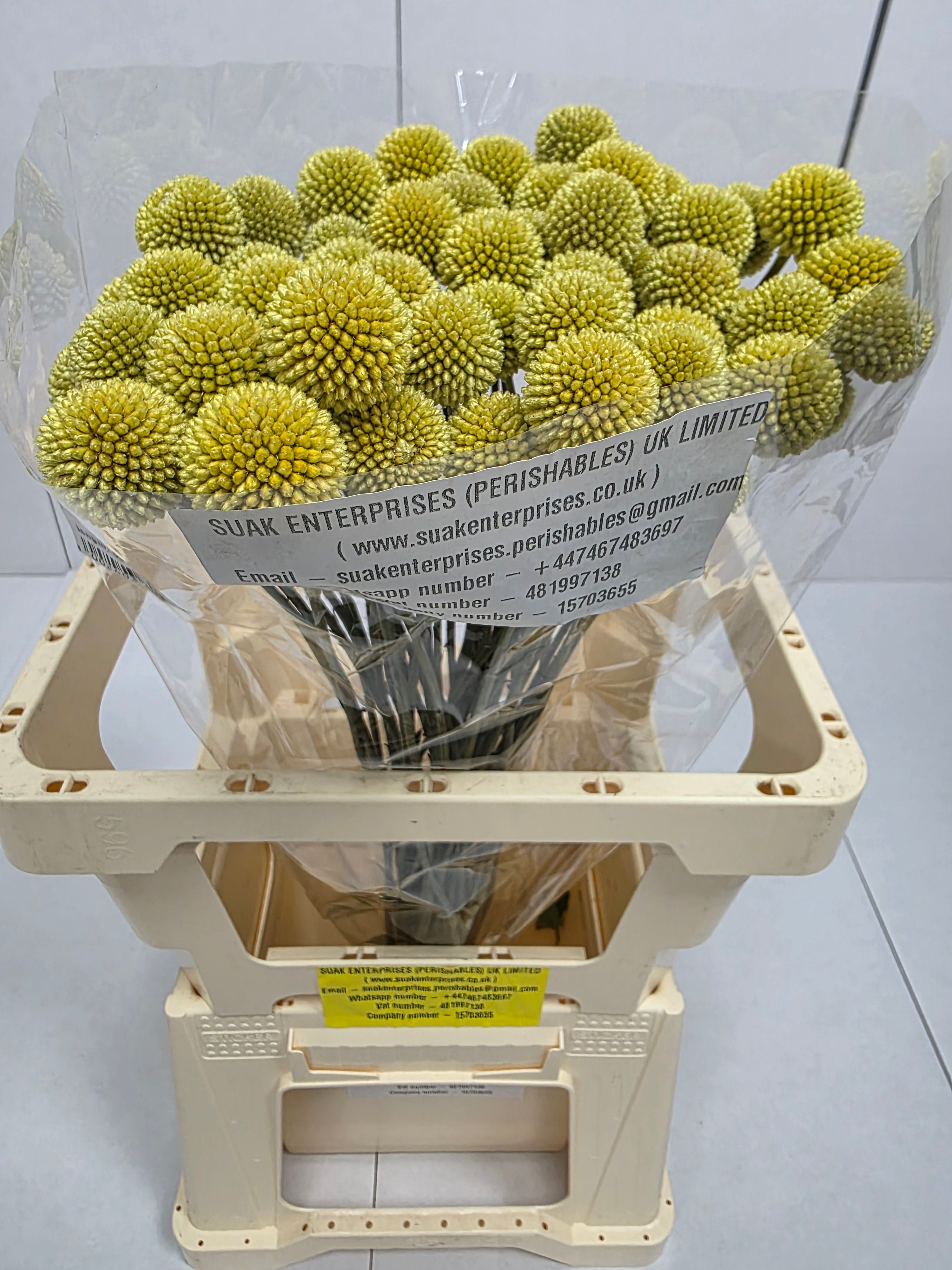 Farm Fresh Craspedia (Bunch of 50 Stems, Length 60cm)