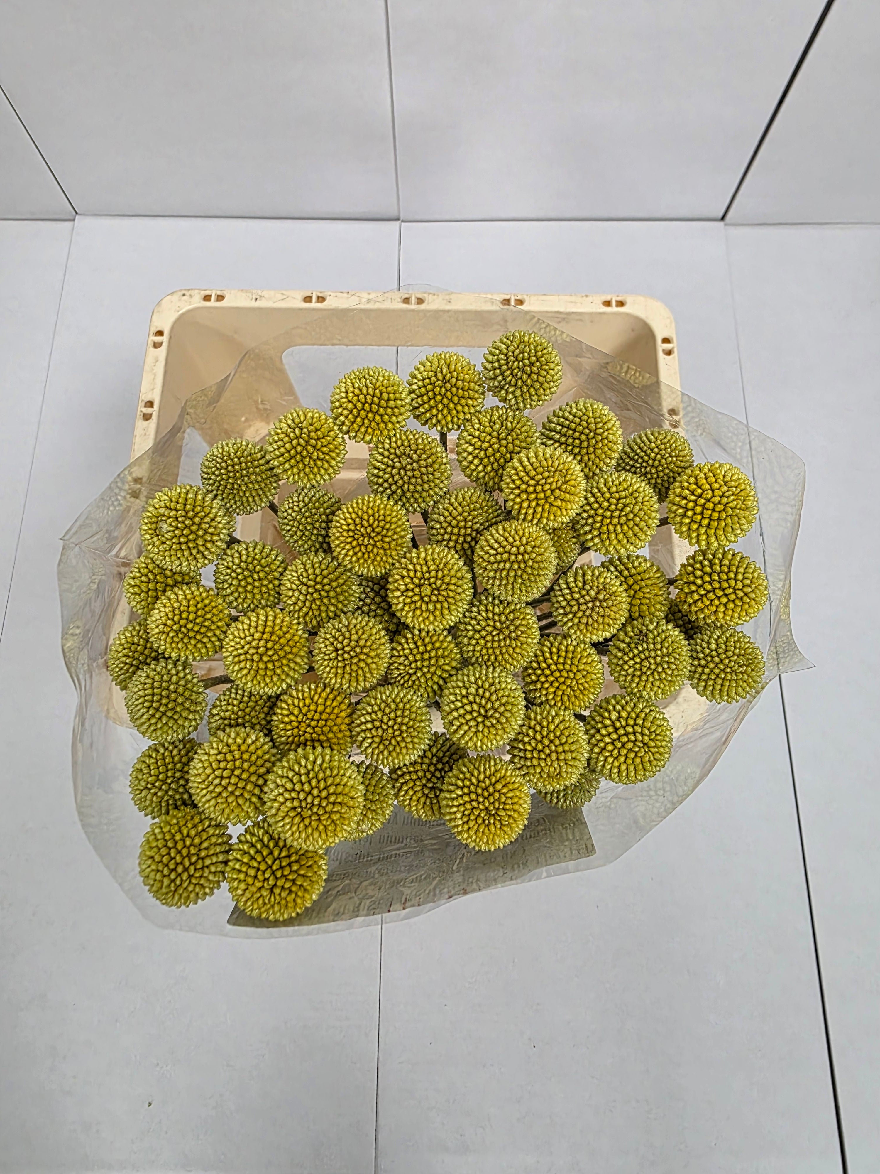 Farm Fresh Craspedia (Bunch of 50 Stems, Length 60cm)