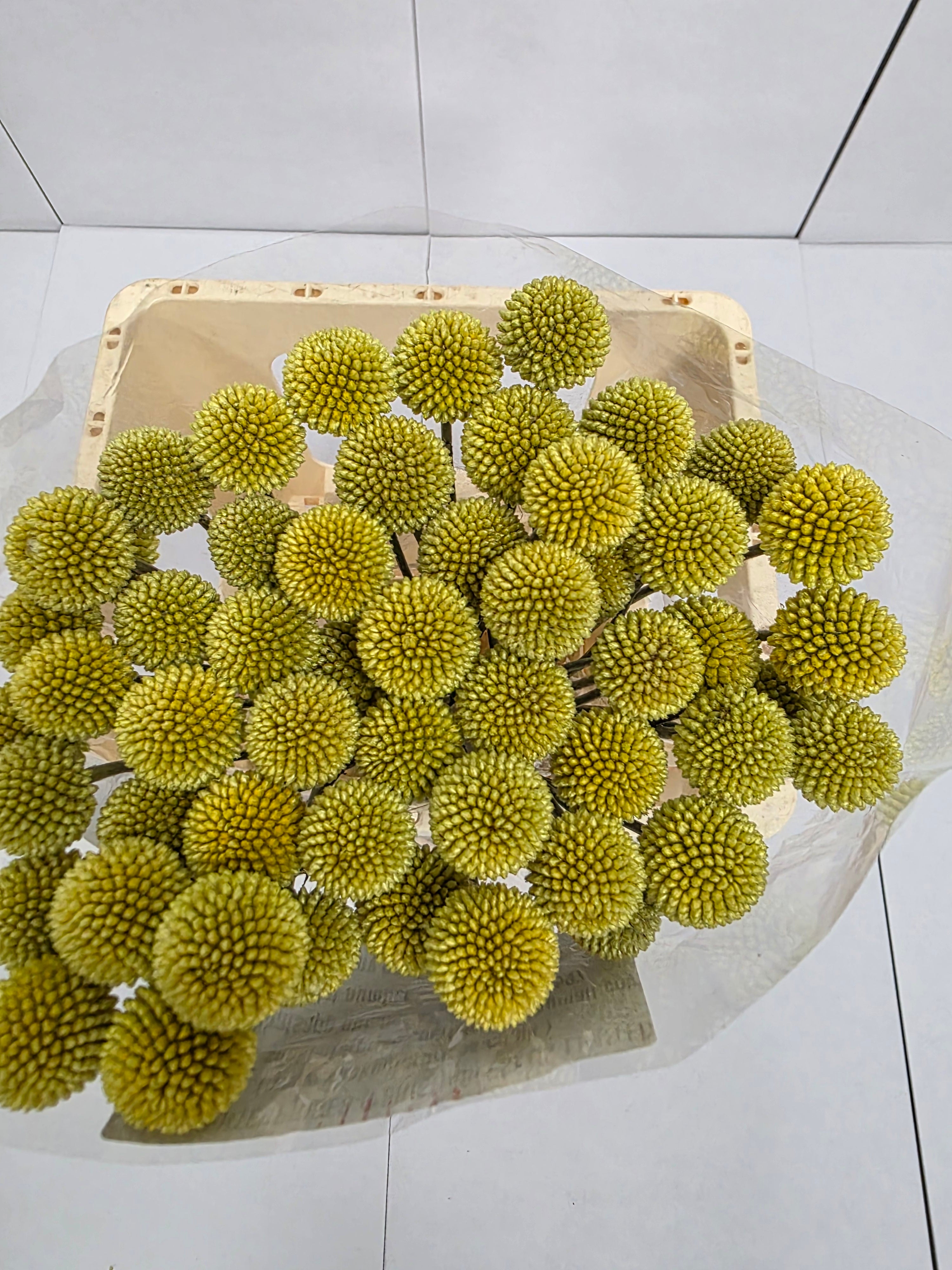 Farm Fresh Craspedia (Bunch of 50 Stems, Length 60cm)