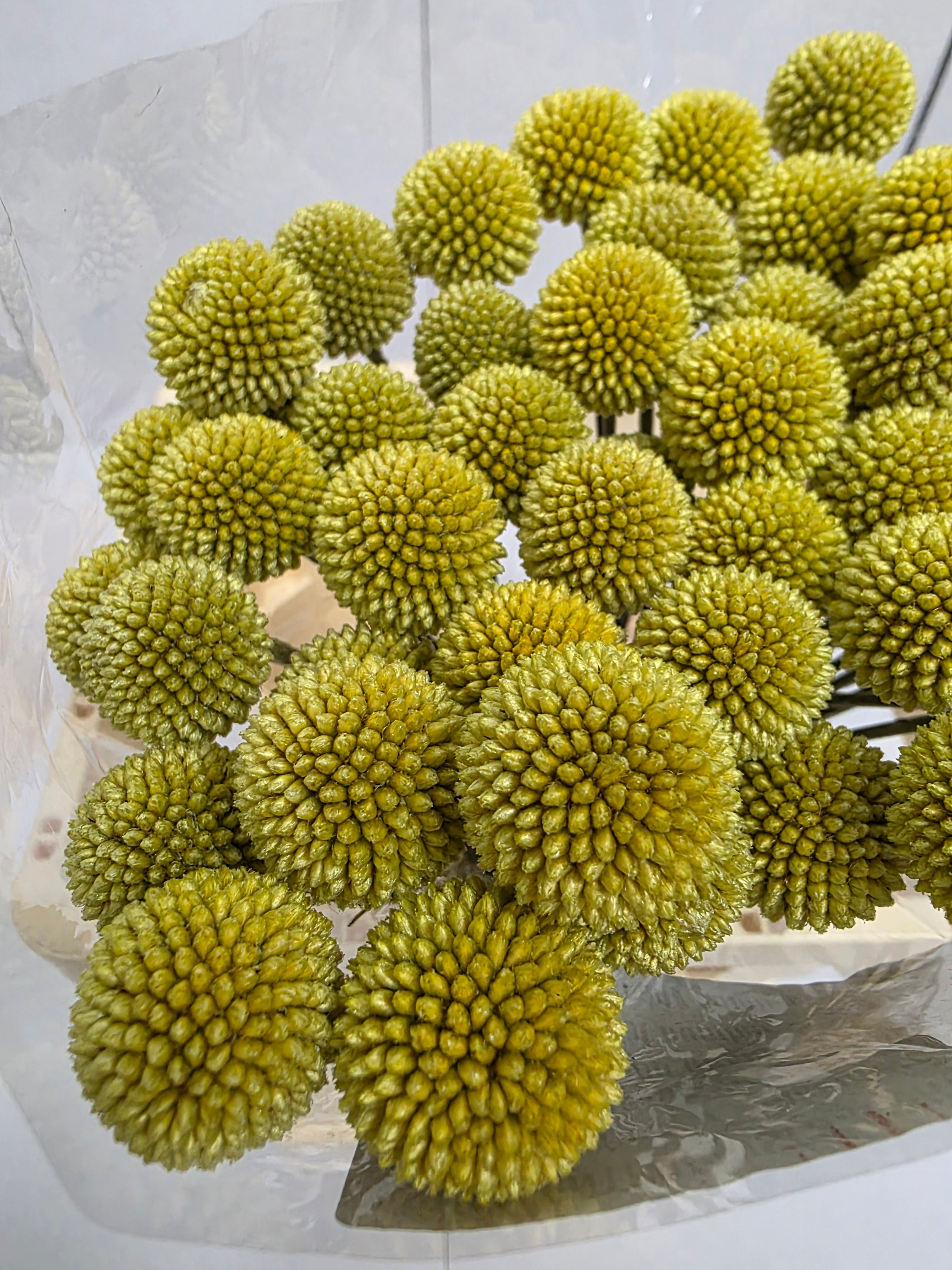 Farm Fresh Craspedia (Bunch of 50 Stems, Length 60cm)