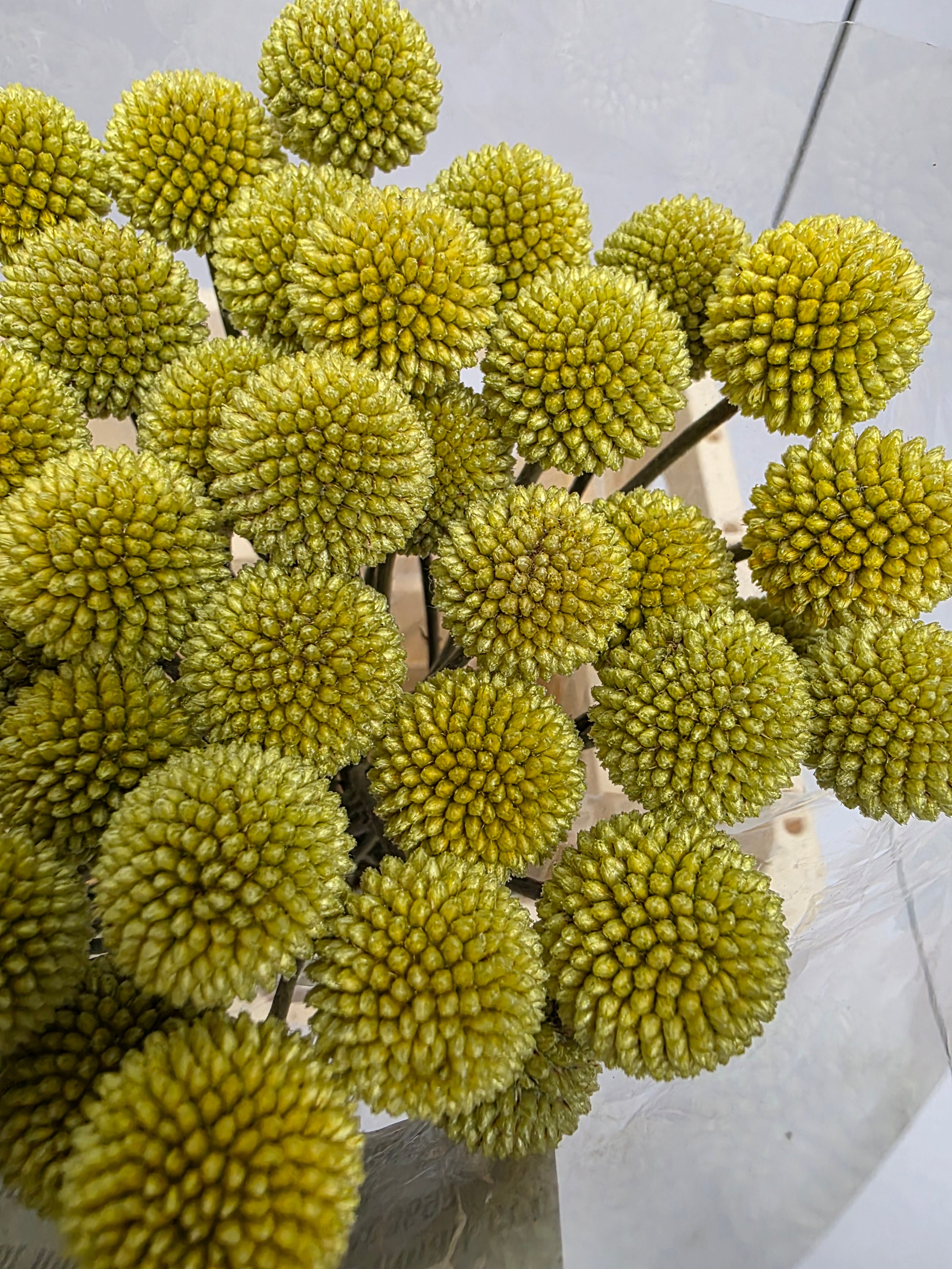 Farm Fresh Craspedia (Bunch of 50 Stems, Length 60cm)