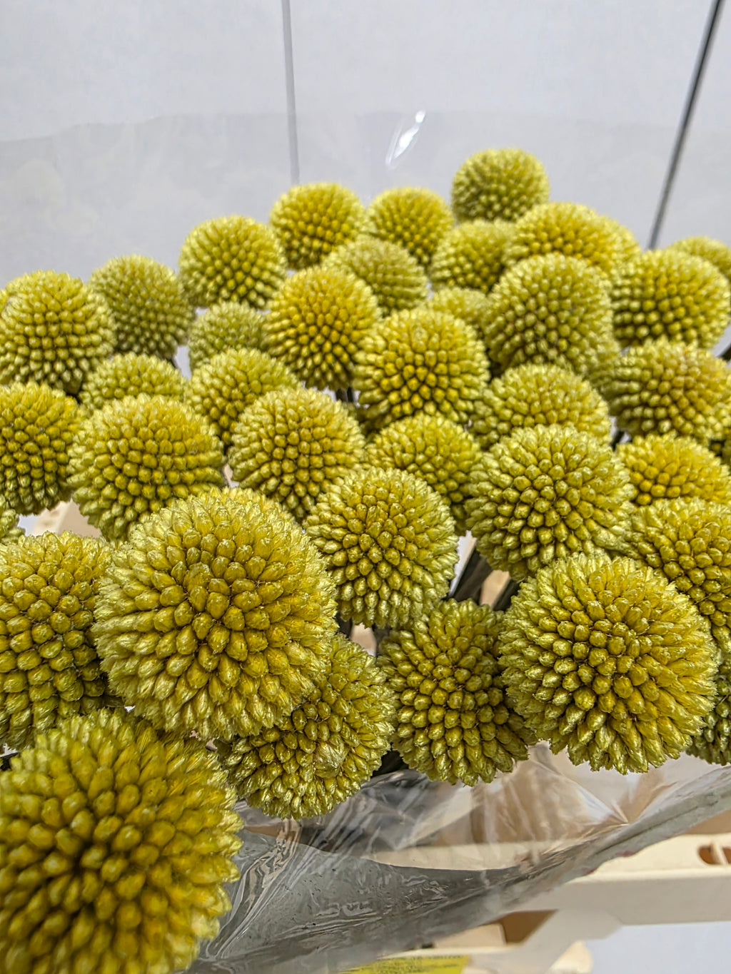 Farm Fresh Craspedia (Bunch of 50 Stems, Length 60cm)