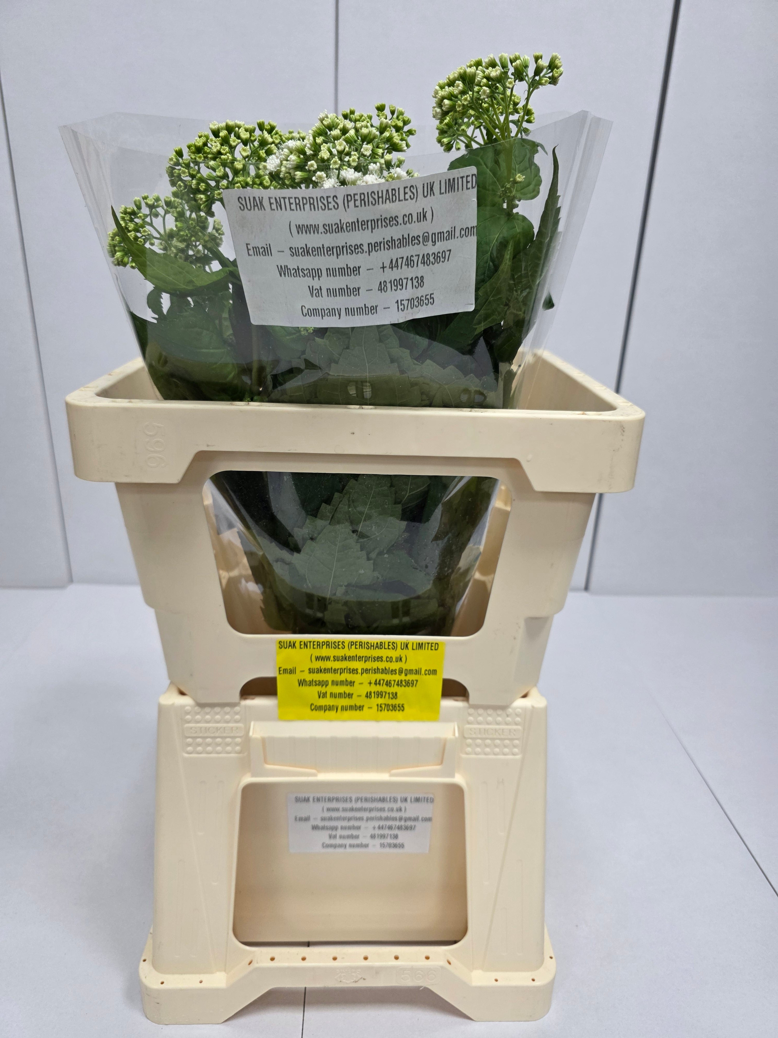 Farm Fresh Eupatorium Ru Braunlaub (Bunch of 10 Stems, Length 60cm)