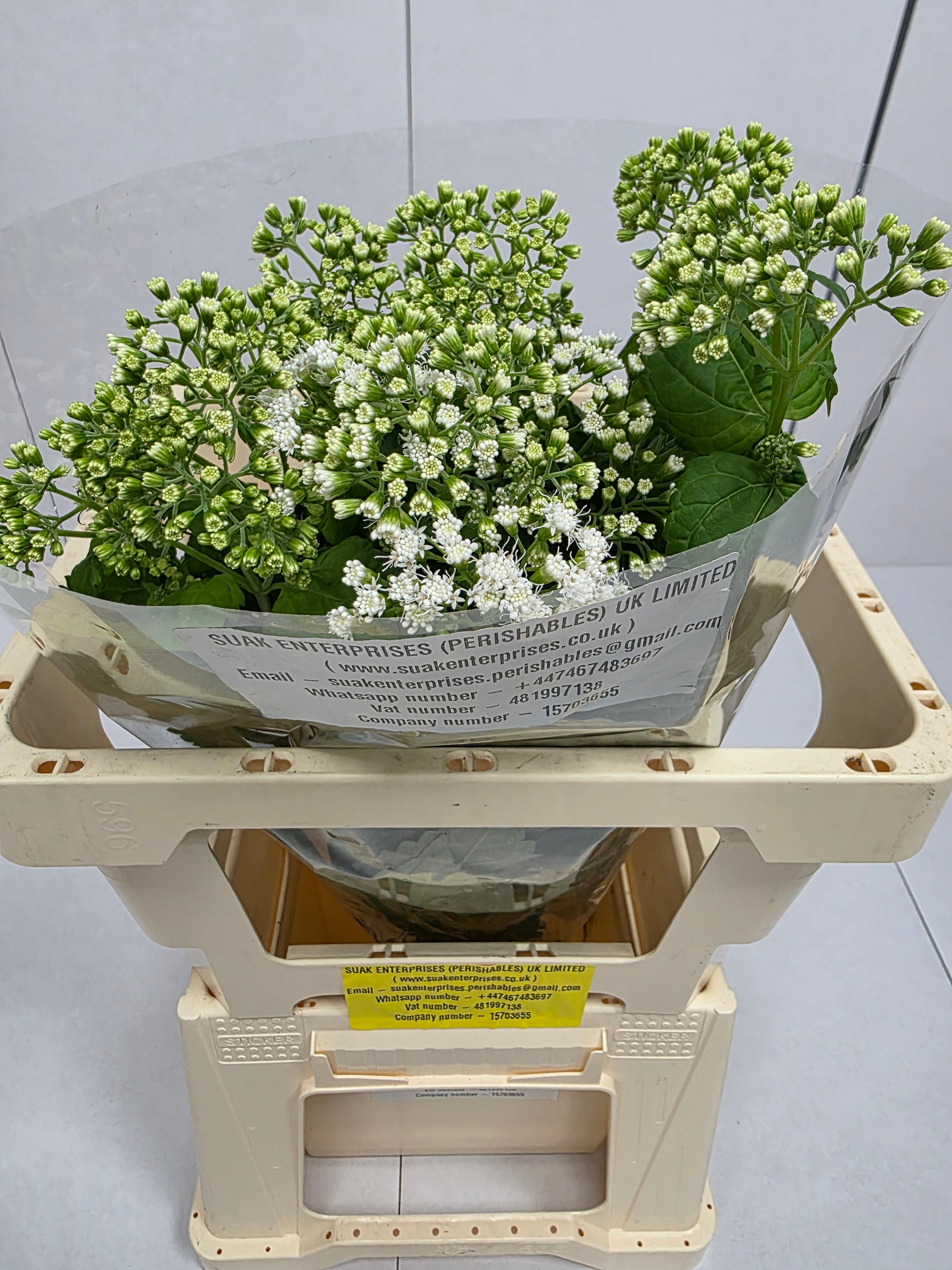 Farm Fresh Eupatorium Ru Braunlaub (Bunch of 10 Stems, Length 60cm)