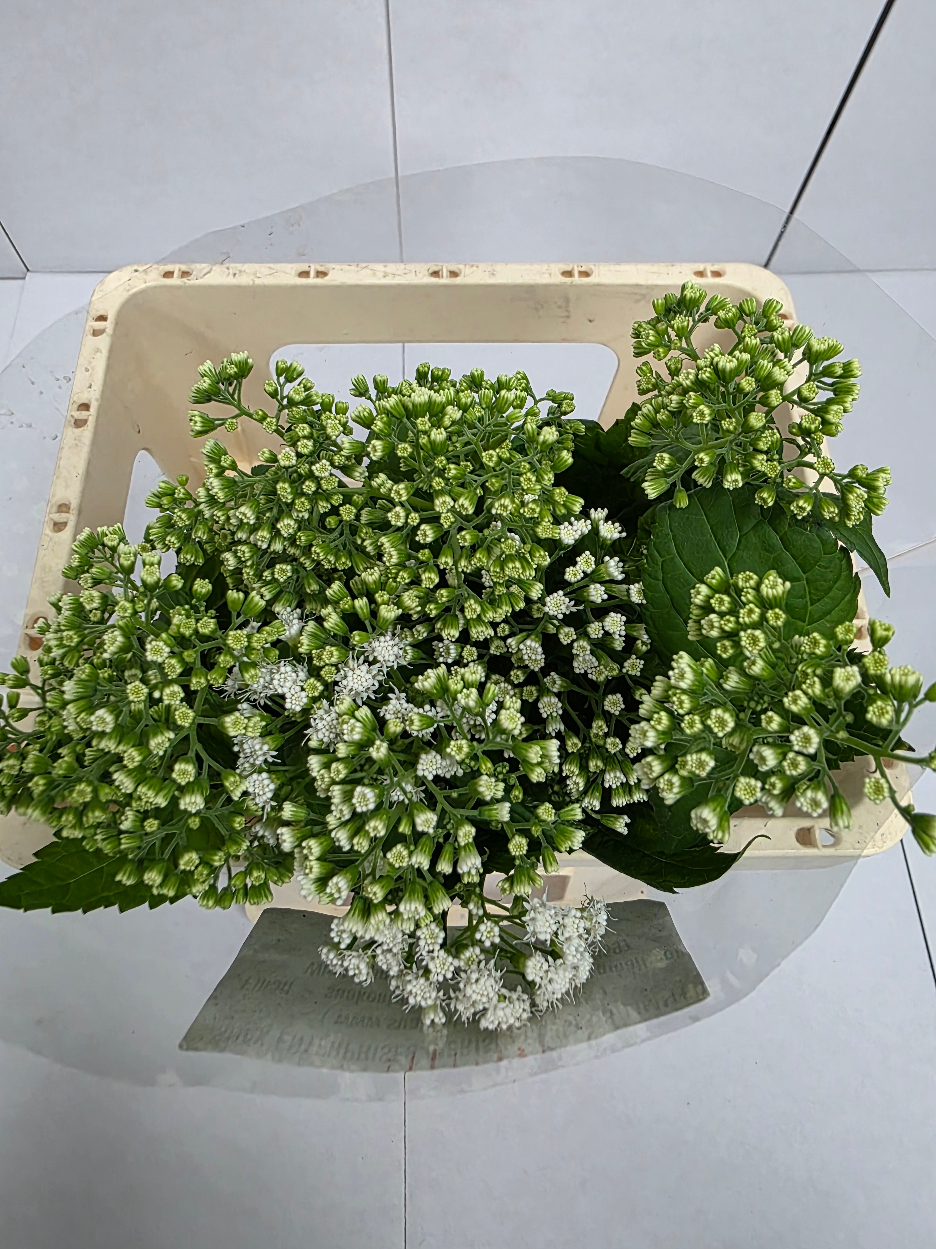 Farm Fresh Eupatorium Ru Braunlaub (Bunch of 10 Stems, Length 60cm)