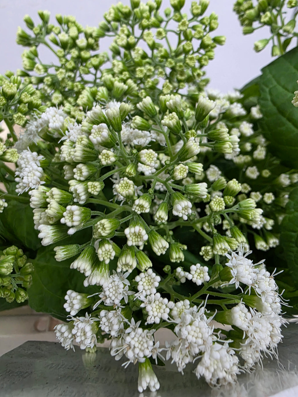 Farm Fresh Eupatorium Ru Braunlaub (Bunch of 10 Stems, Length 60cm)
