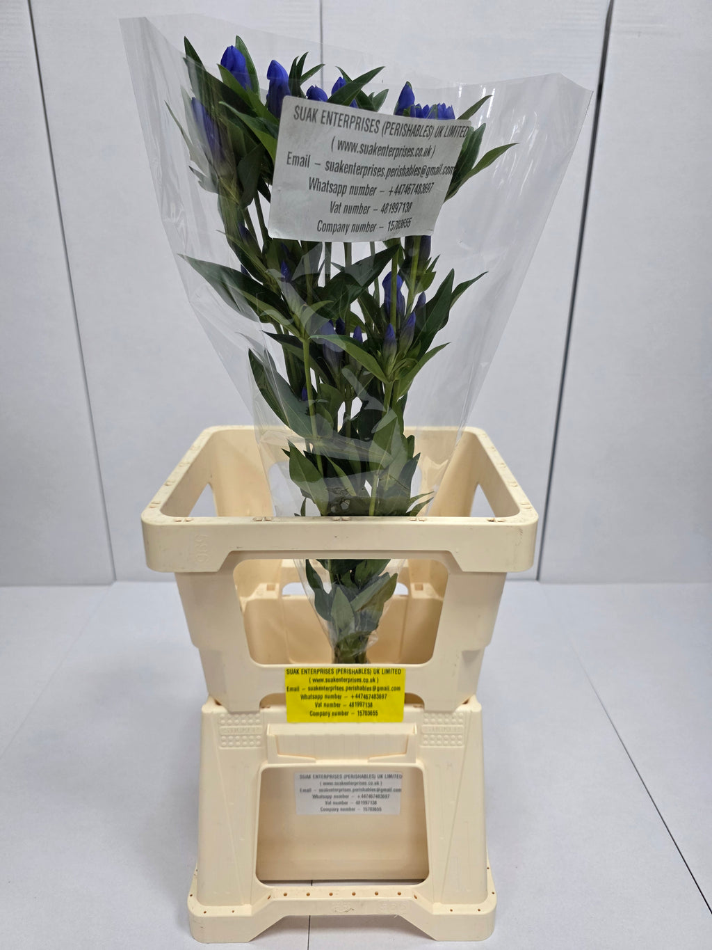 Farm Fresh Genti Kagayaki (Bunch of 10 Stems, Length 70cm)
