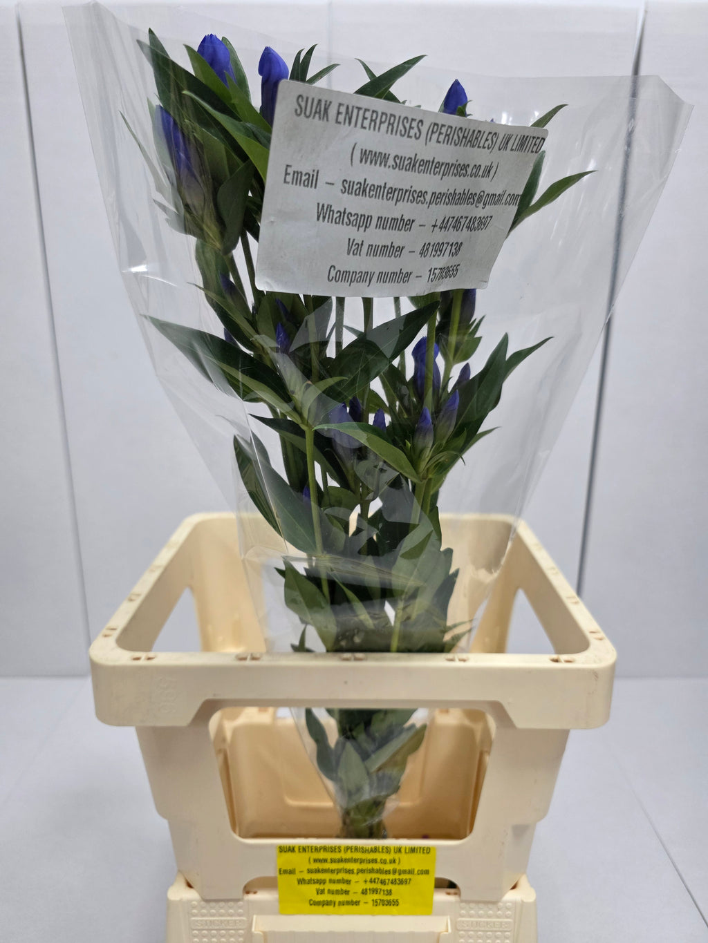 Farm Fresh Genti Kagayaki (Bunch of 10 Stems, Length 70cm)