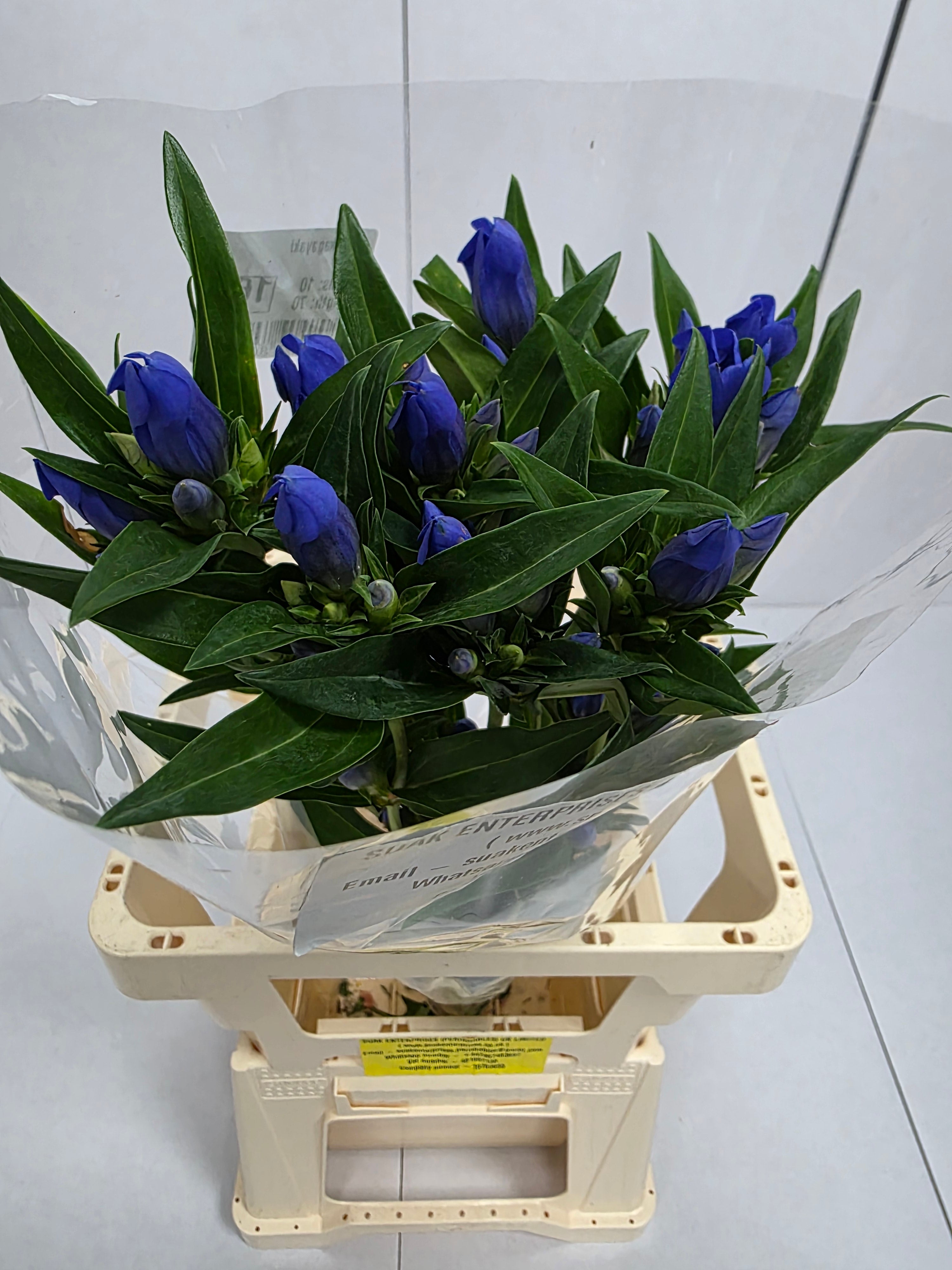 Farm Fresh Genti Kagayaki (Bunch of 10 Stems, Length 70cm)