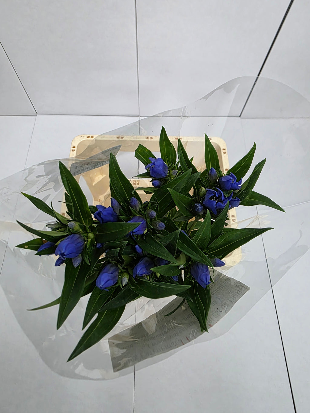 Farm Fresh Genti Kagayaki (Bunch of 10 Stems, Length 70cm)