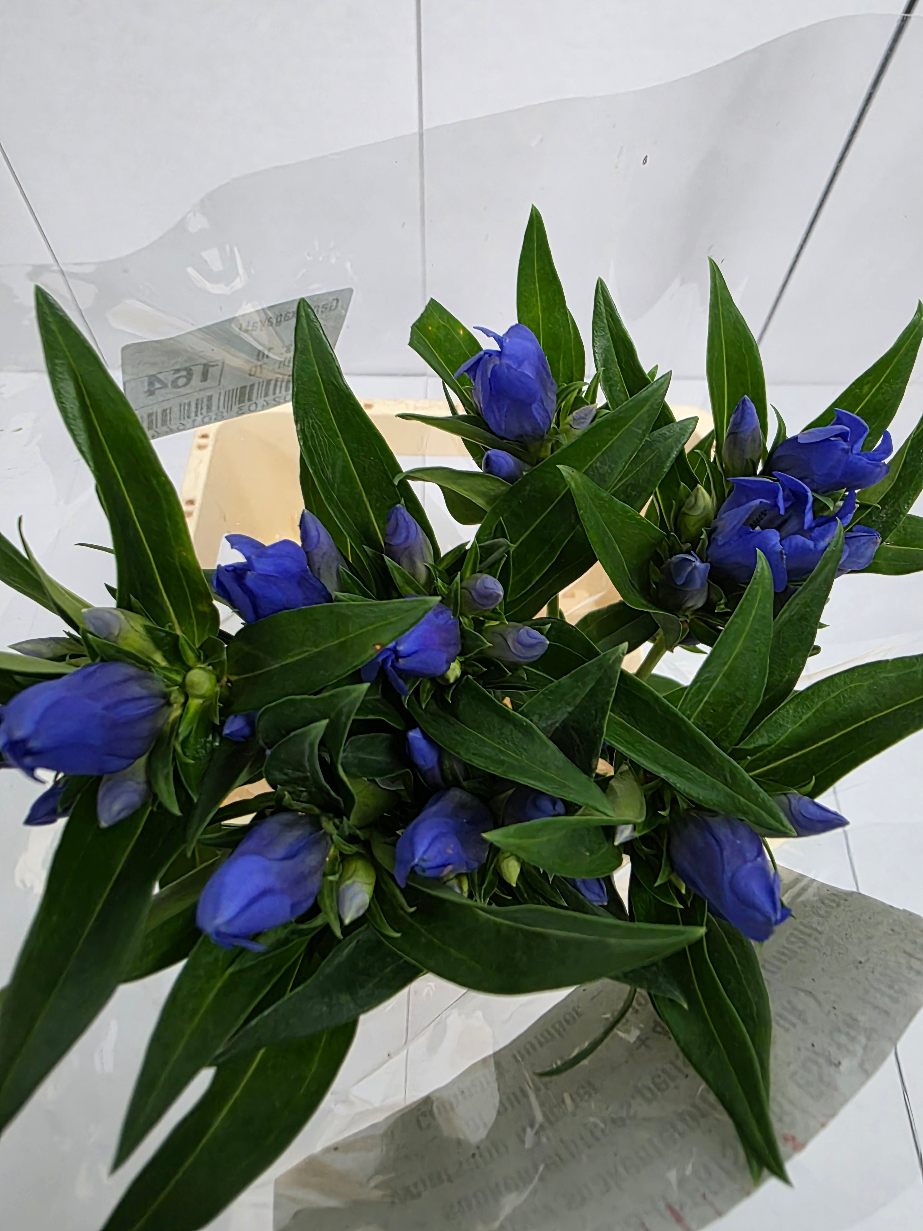 Farm Fresh Genti Kagayaki (Bunch of 10 Stems, Length 70cm)