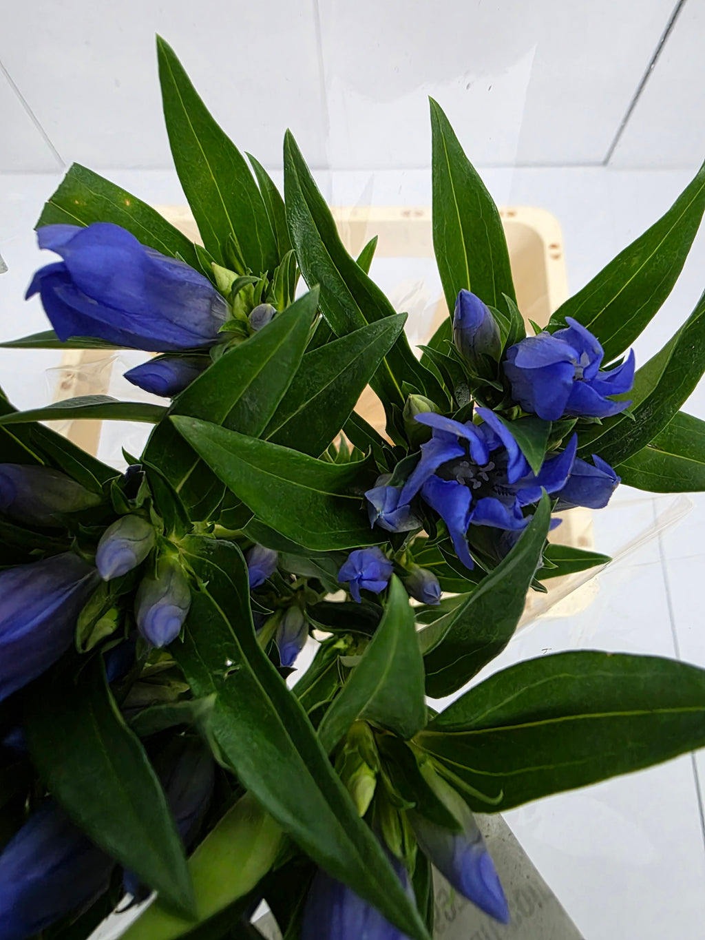 Farm Fresh Genti Kagayaki (Bunch of 10 Stems, Length 70cm)