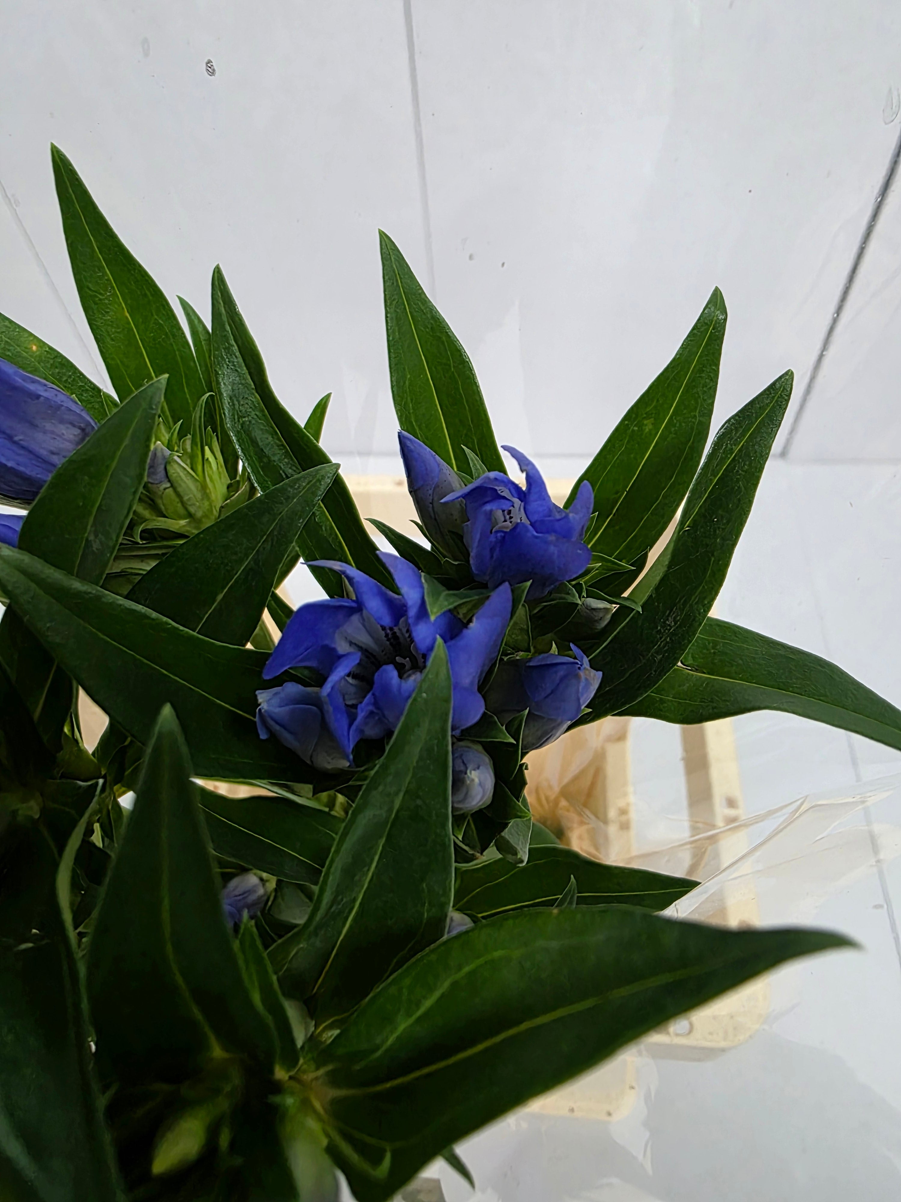 Farm Fresh Genti Kagayaki (Bunch of 10 Stems, Length 70cm)