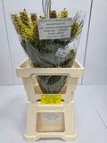 Farm Fresh Grevillea Spiderman (Bunch of 10 Stems, Length 60cm)