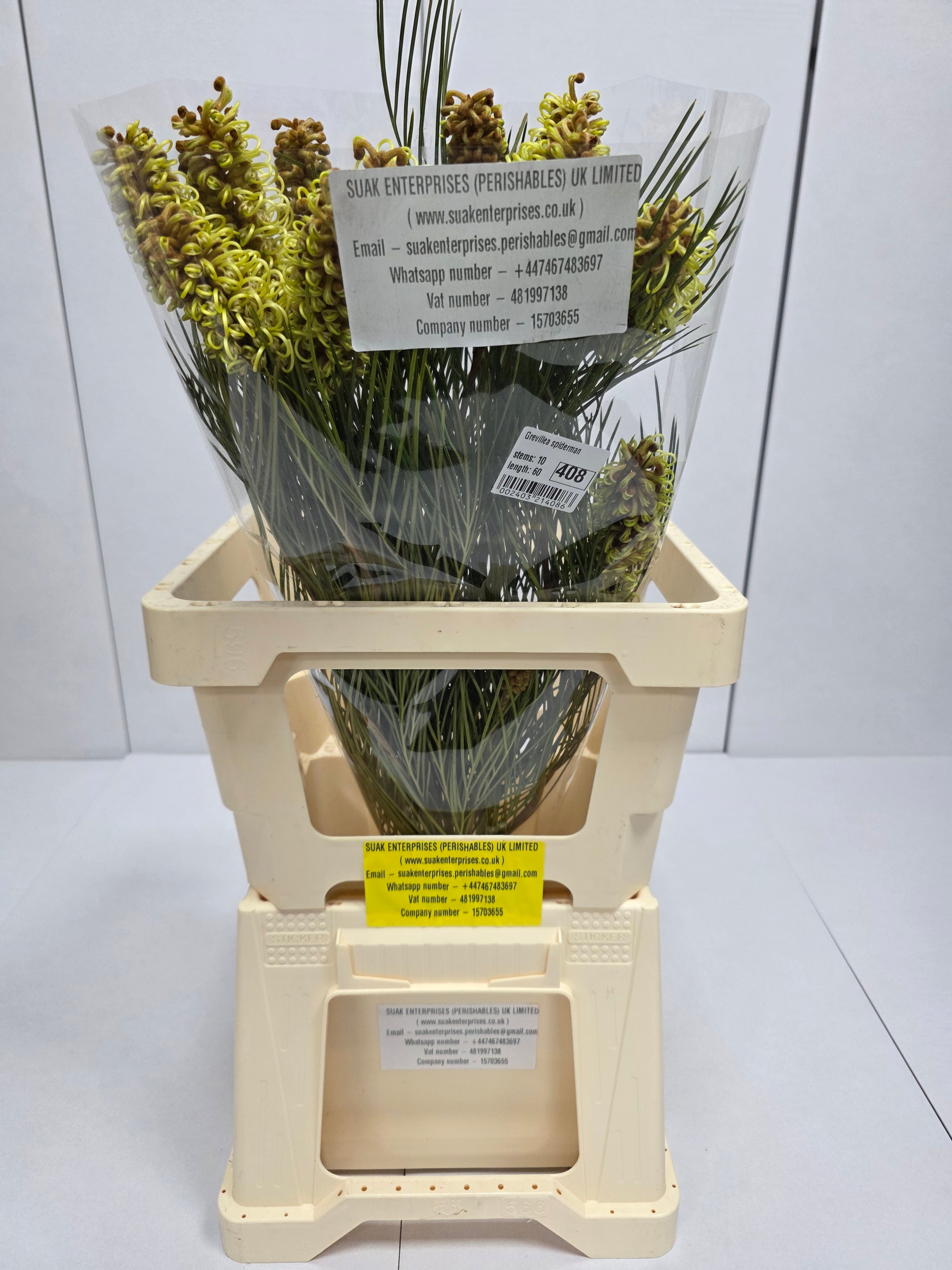Farm Fresh Grevillea Spiderman (Bunch of 10 Stems, Length 60cm)