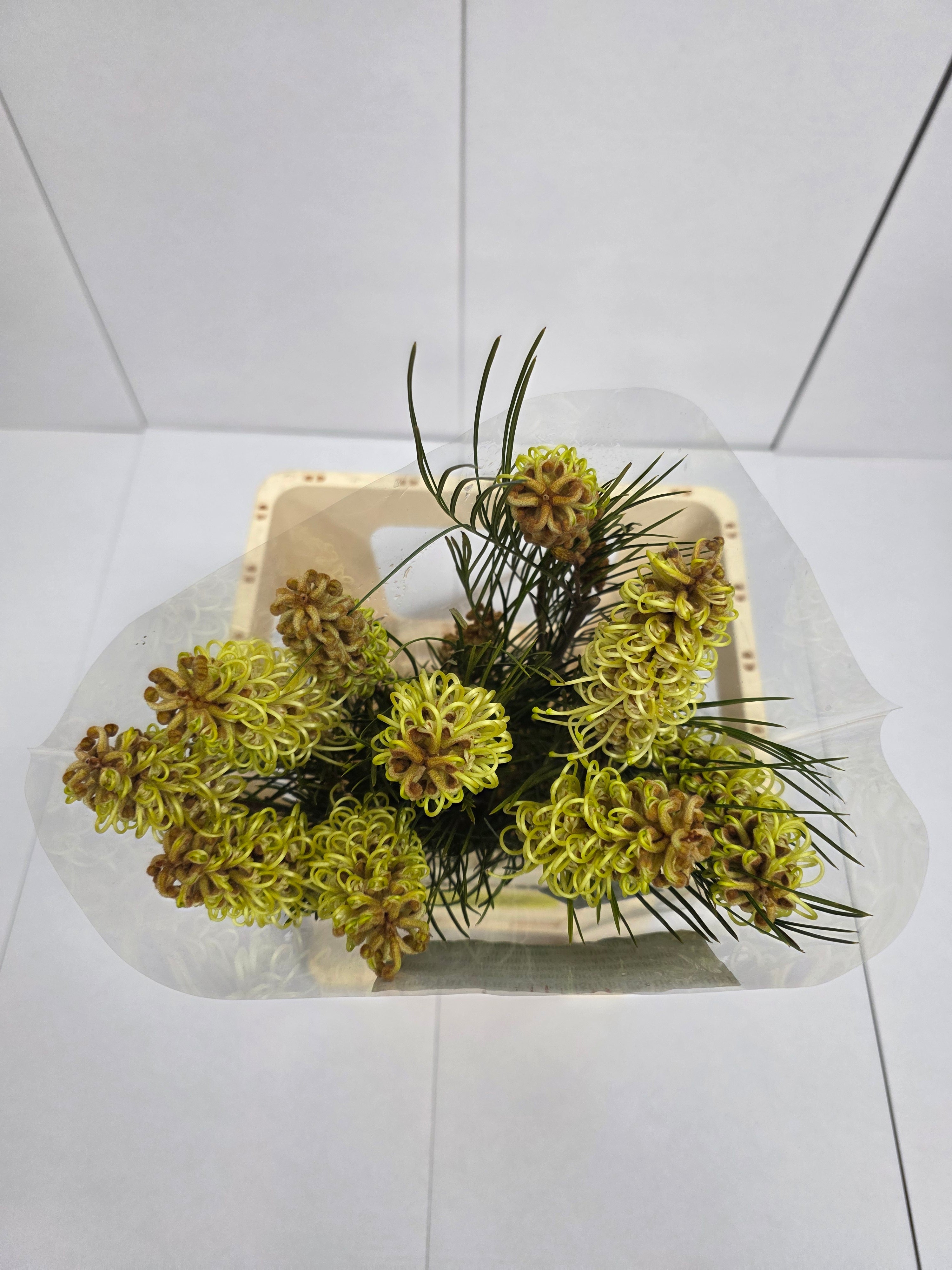 Farm Fresh Grevillea Spiderman (Bunch of 10 Stems, Length 60cm)