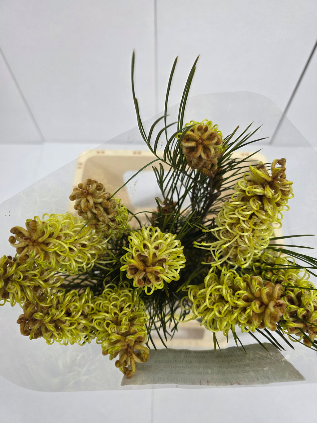 Farm Fresh Grevillea Spiderman (Bunch of 10 Stems, Length 60cm)