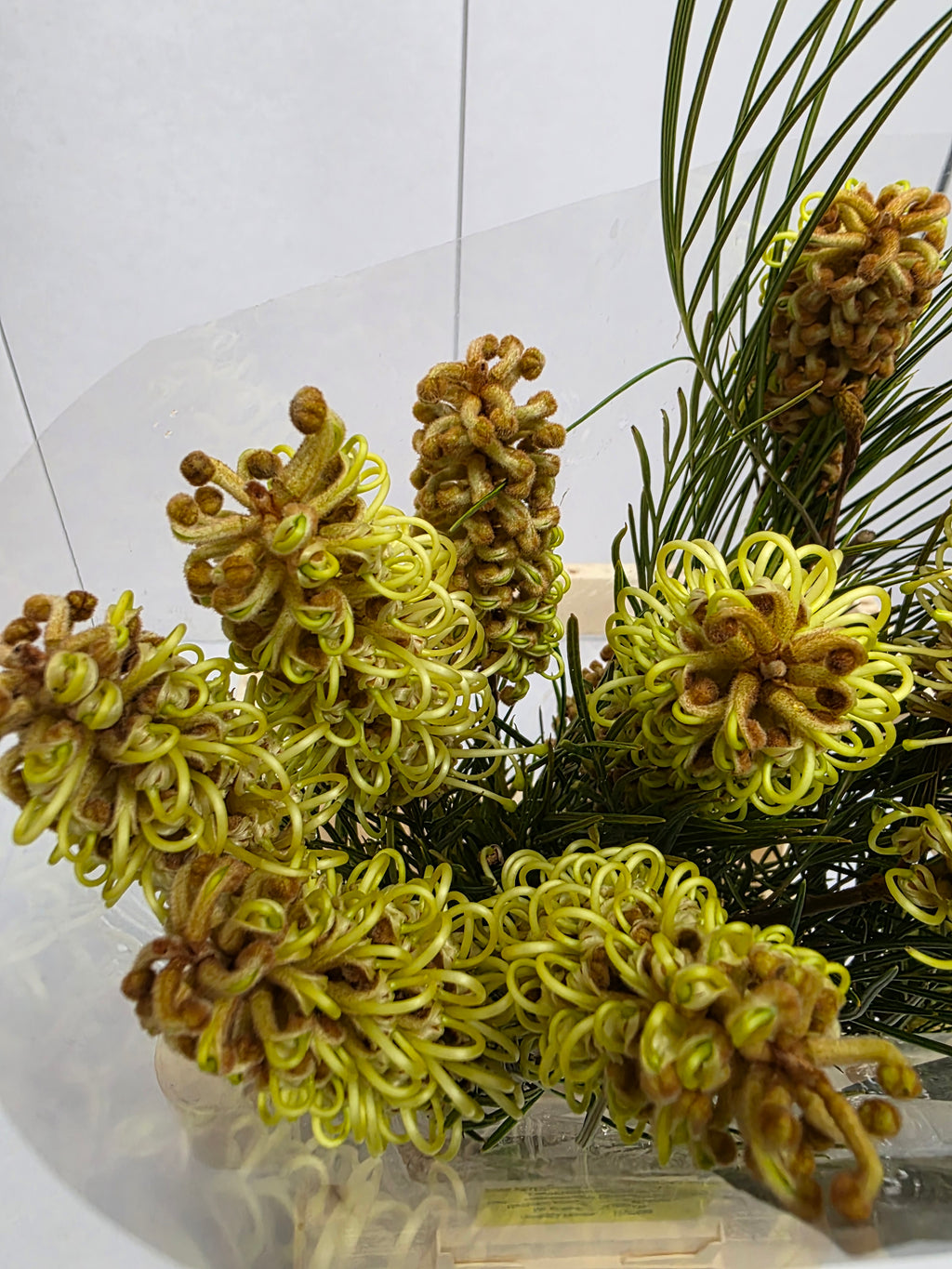 Farm Fresh Grevillea Spiderman (Bunch of 10 Stems, Length 60cm)