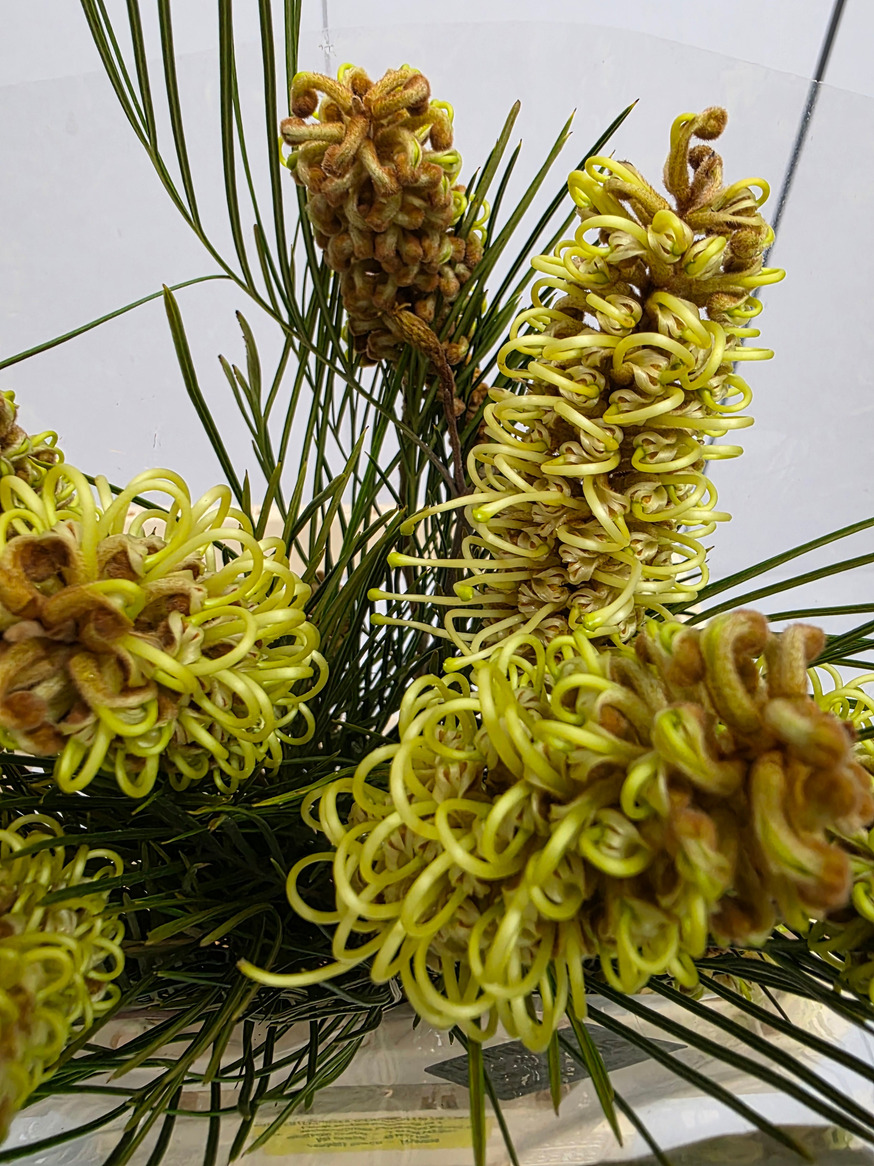 Farm Fresh Grevillea Spiderman (Bunch of 10 Stems, Length 60cm)