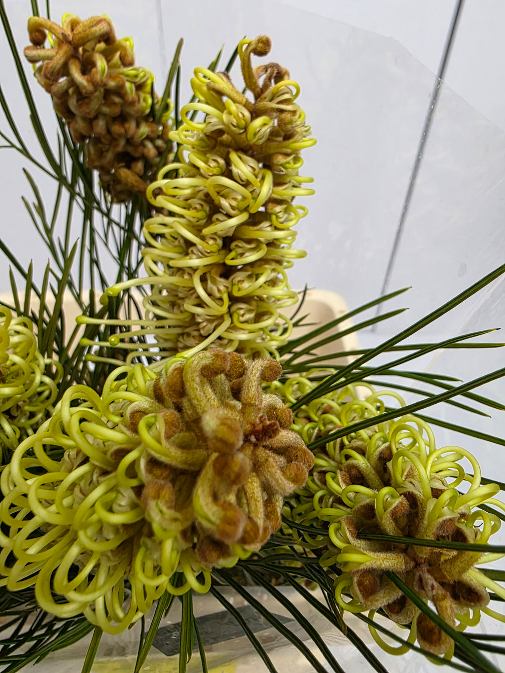 Farm Fresh Grevillea Spiderman (Bunch of 10 Stems, Length 60cm)